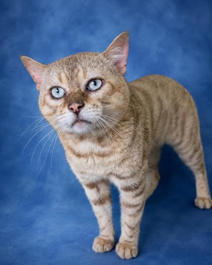 Teddy, a Adoptable mixed breed in Taylorsville, NC image 2/3