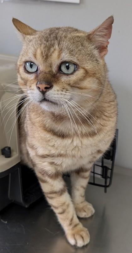 Teddy, a Adoptable mixed breed in Taylorsville, NC image 3/3