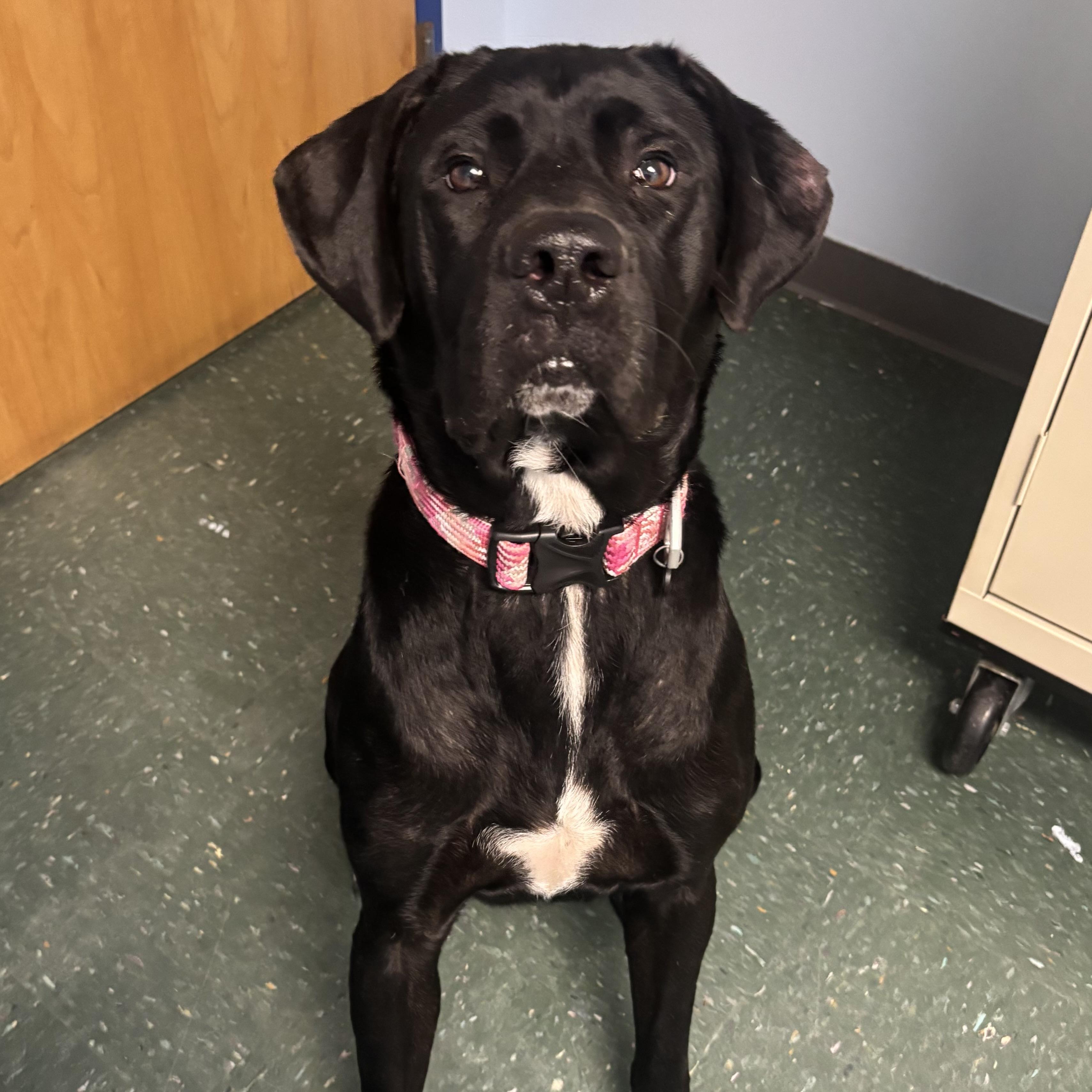Ember, a ADOPTABLE mixed breed in Waynesburg, PA image 4/6