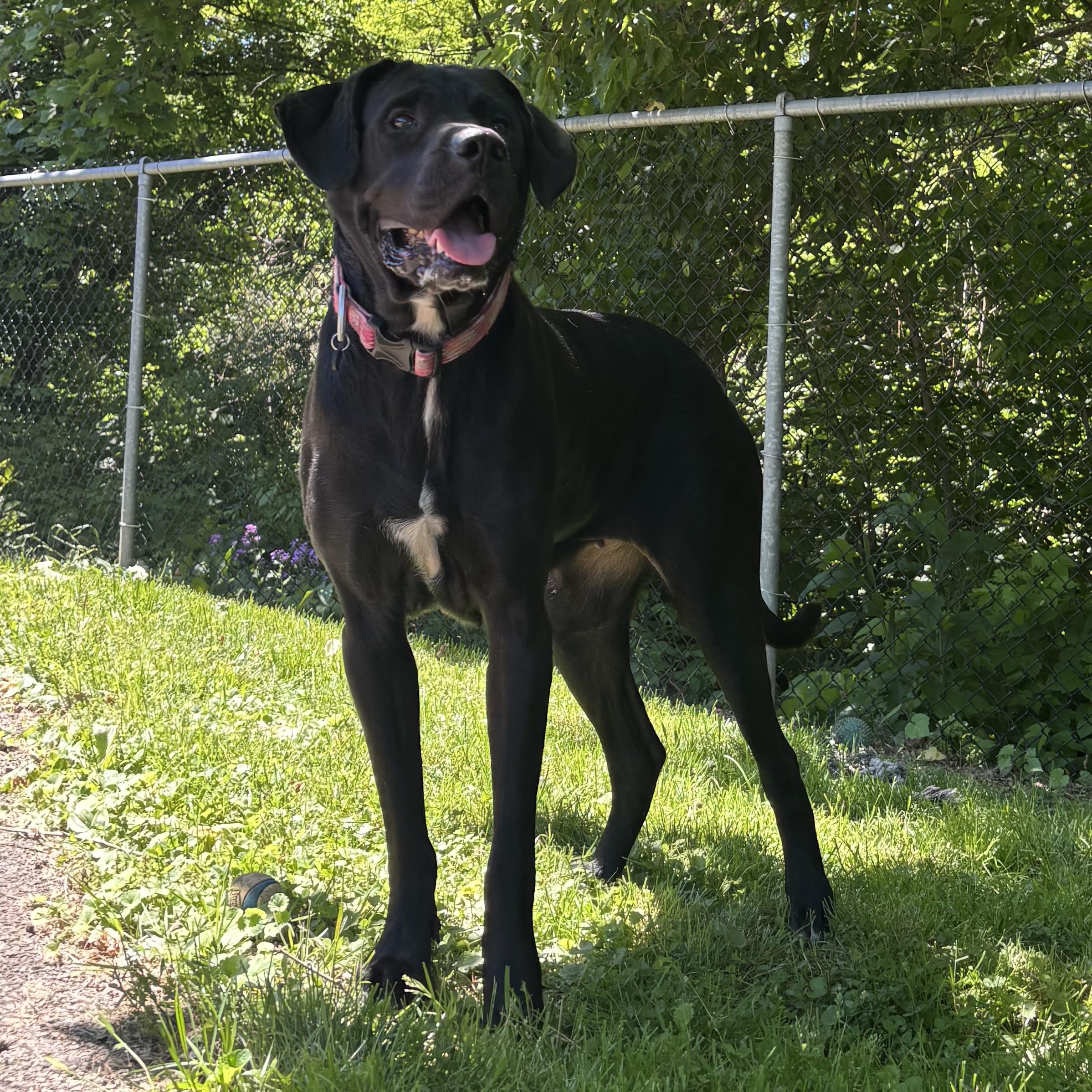Ember, a ADOPTABLE mixed breed in Waynesburg, PA image 2/6