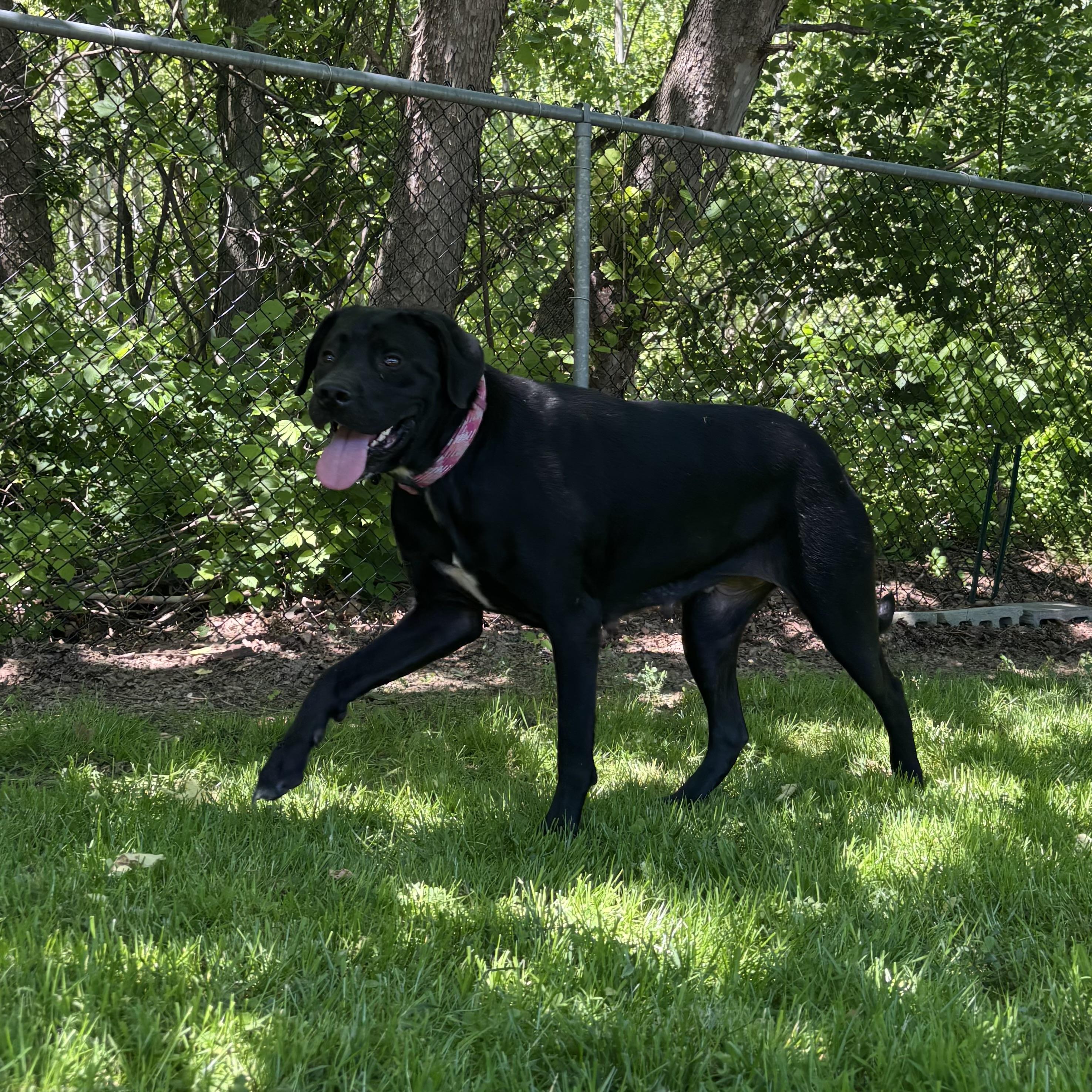 Ember, a ADOPTABLE mixed breed in Waynesburg, PA image 3/6