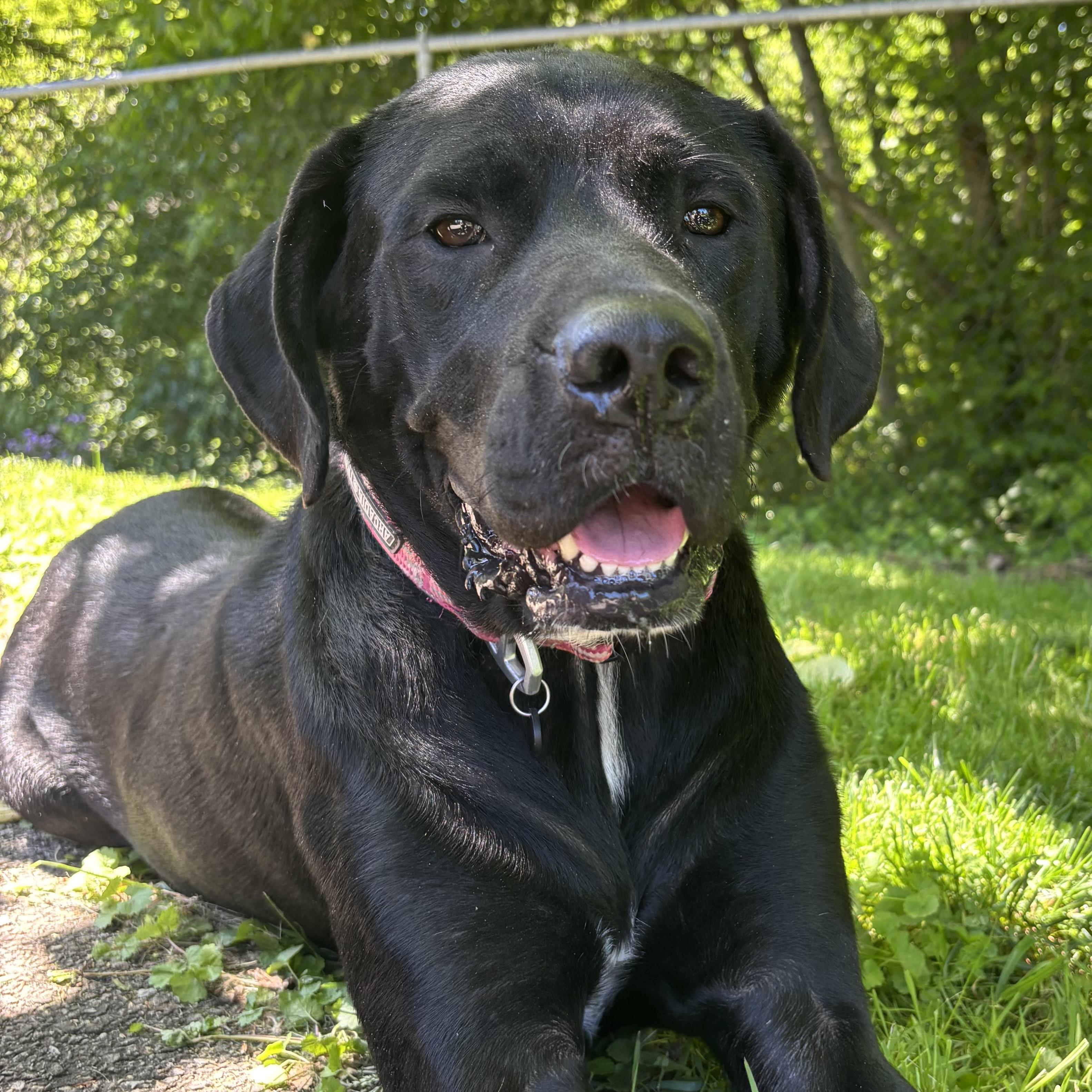 Ember, a ADOPTABLE mixed breed in Waynesburg, PA image 1/6