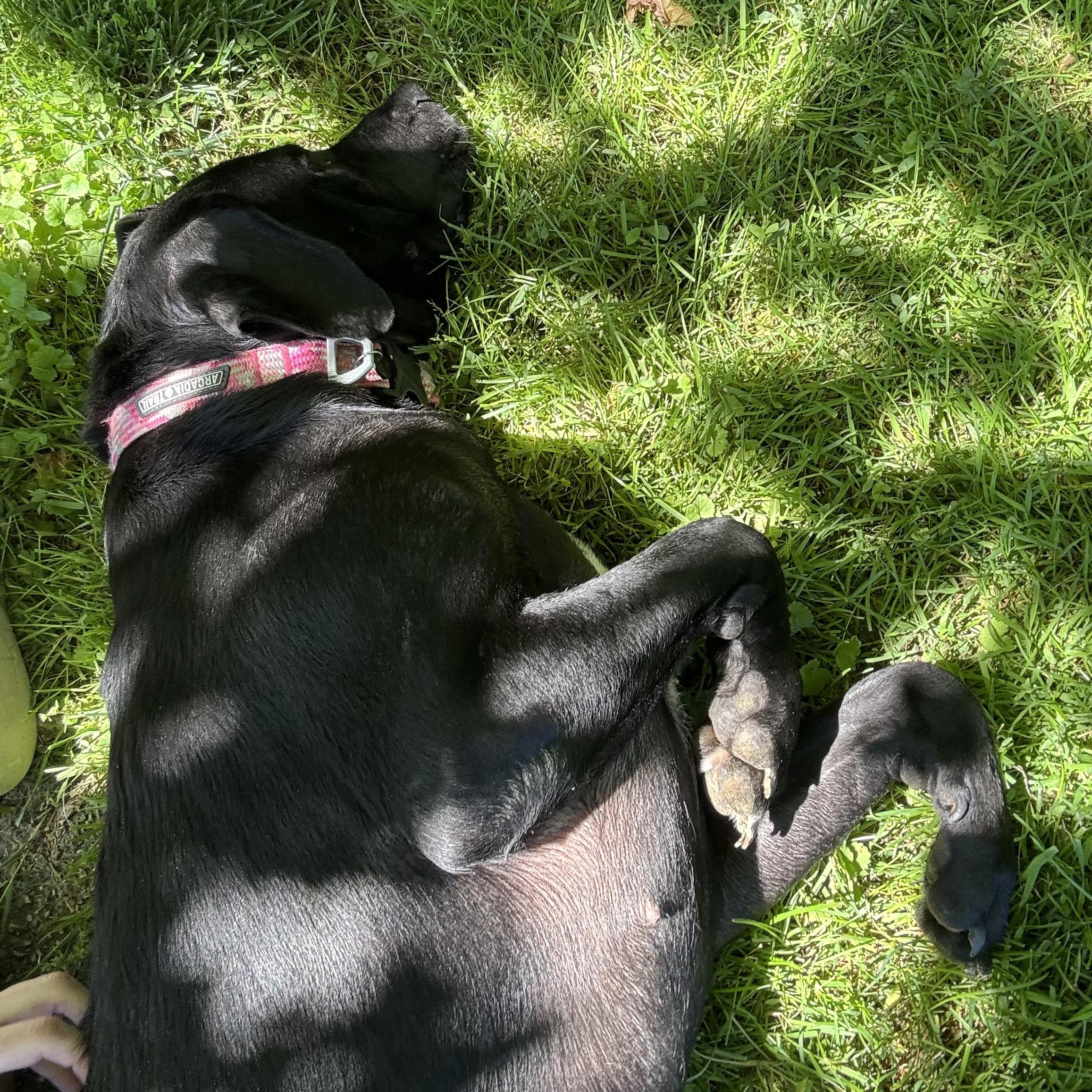 Ember, a ADOPTABLE mixed breed in Waynesburg, PA image 5/6