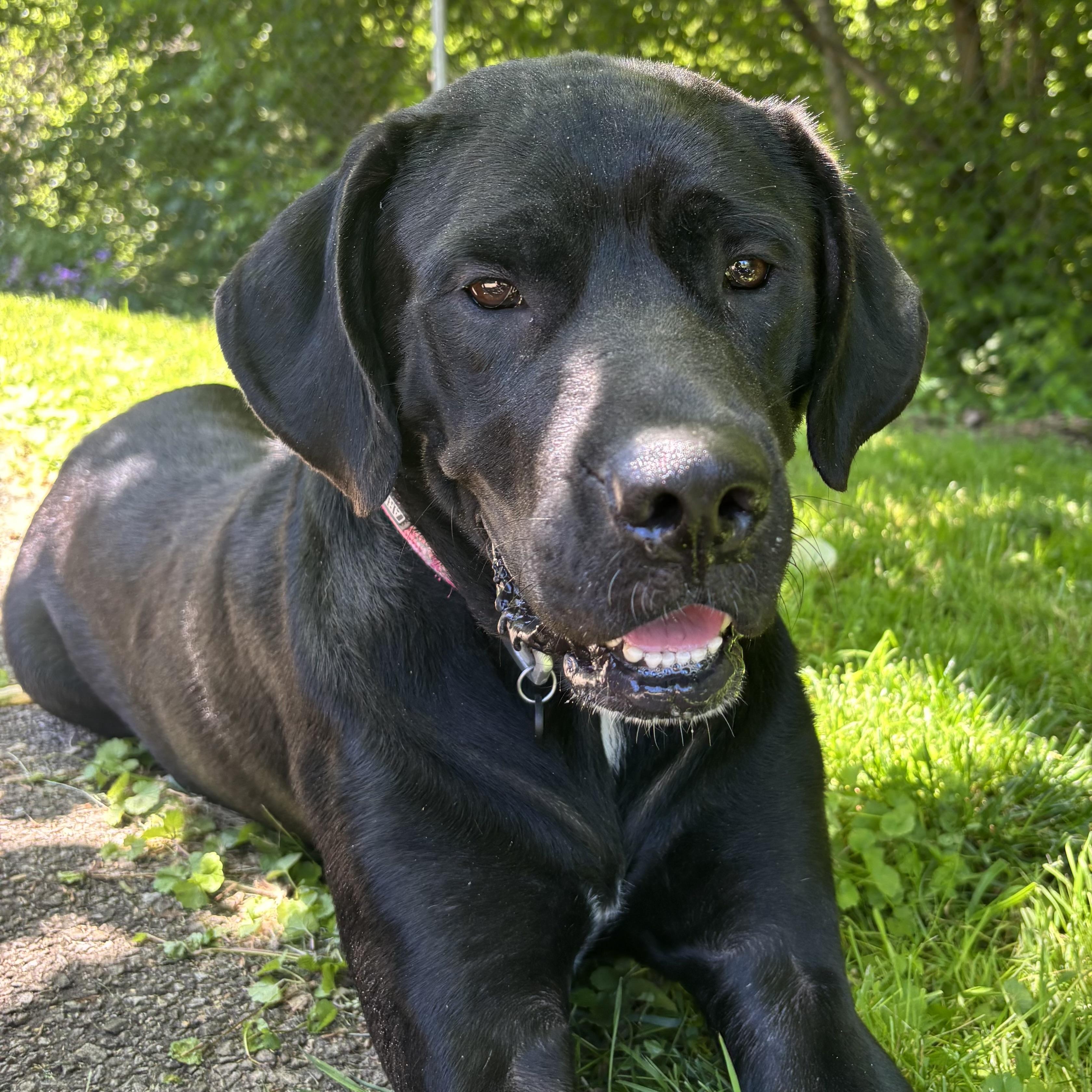 Ember, a ADOPTABLE mixed breed in Waynesburg, PA image 6/6