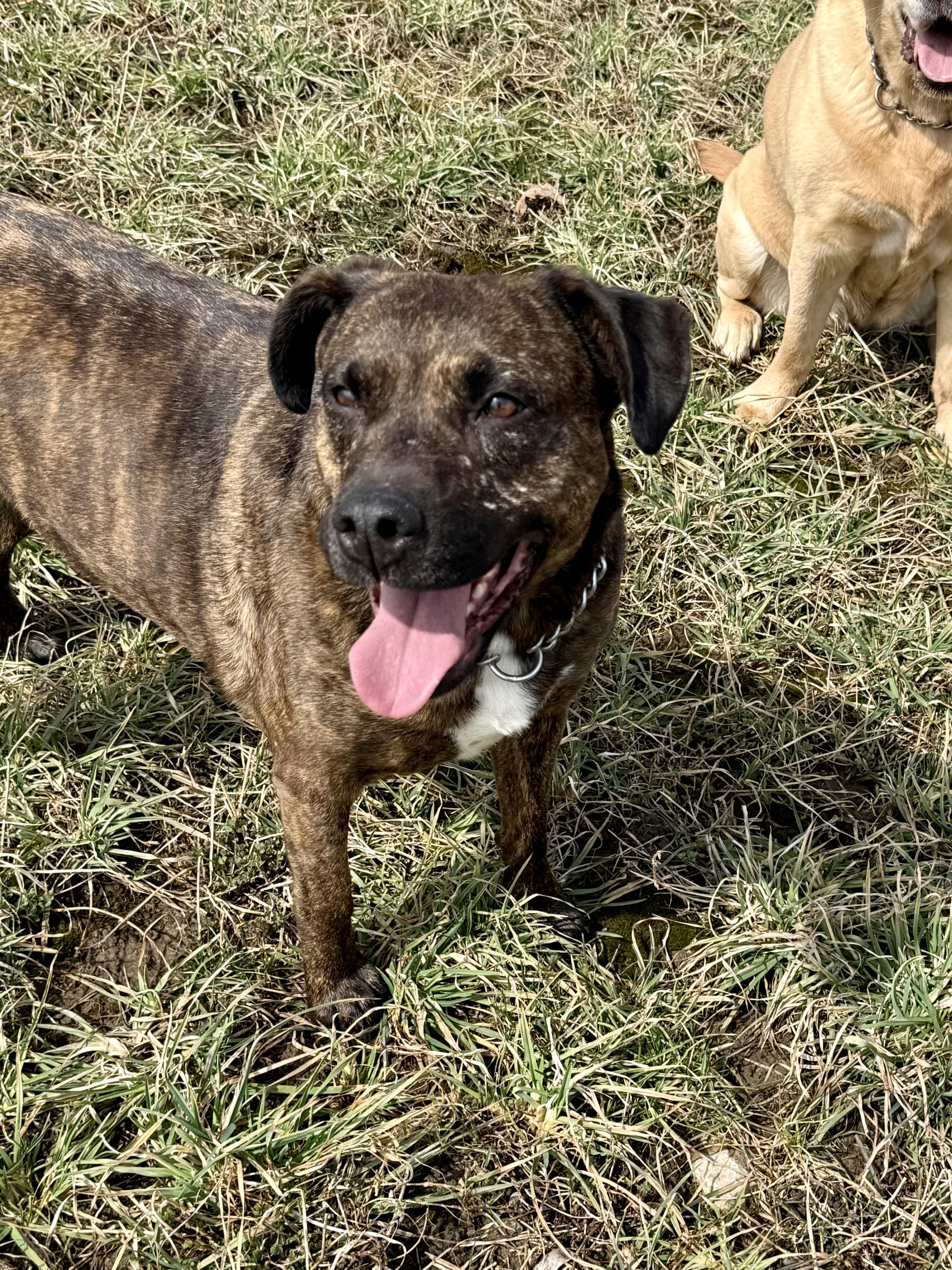 Enlarge Paprika, a ADOPTABLE mixed breed in Ilderton, ON image 5/6