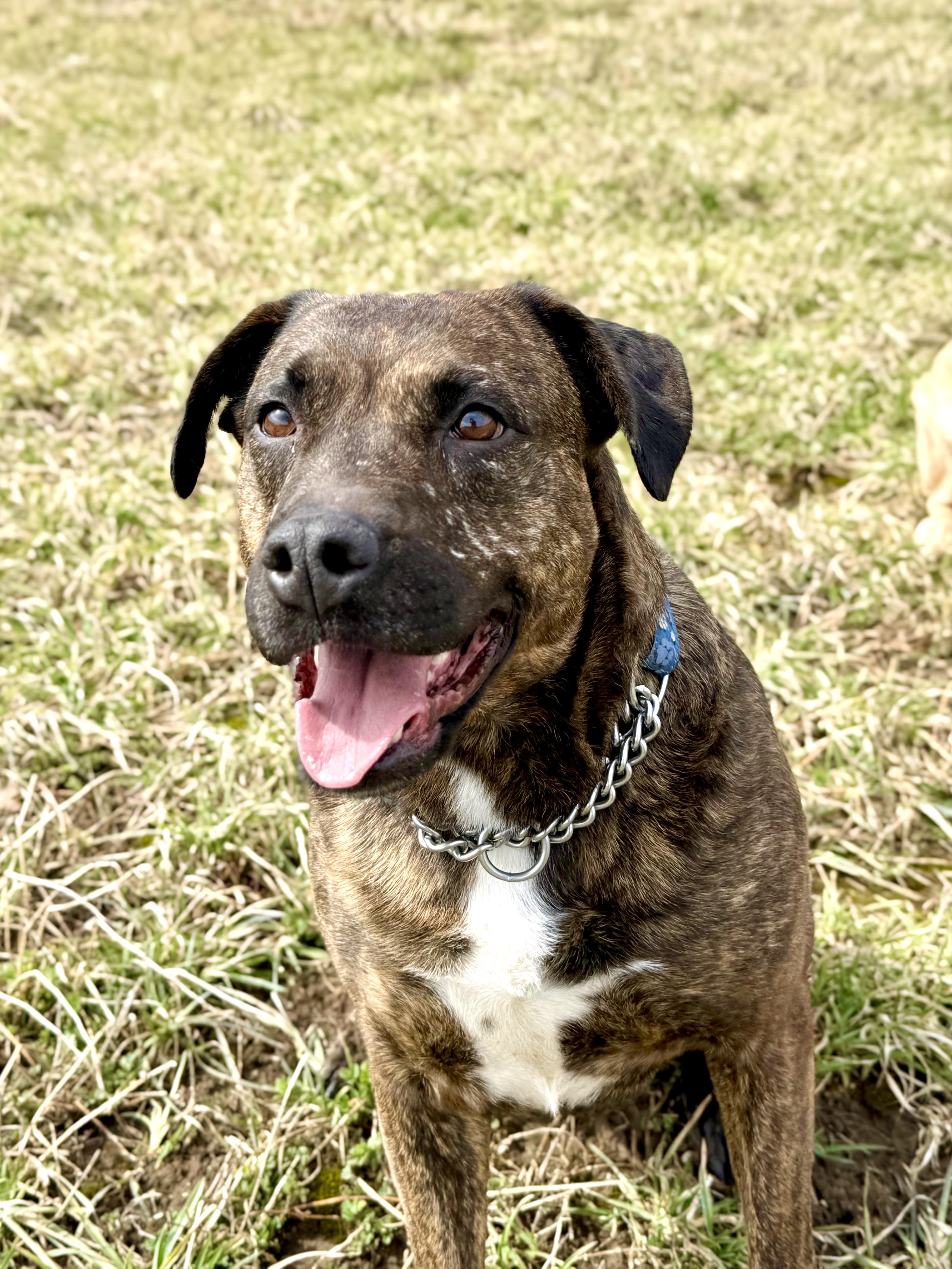 Paprika, ADOPTABLE, Adult Female American Bulldog.