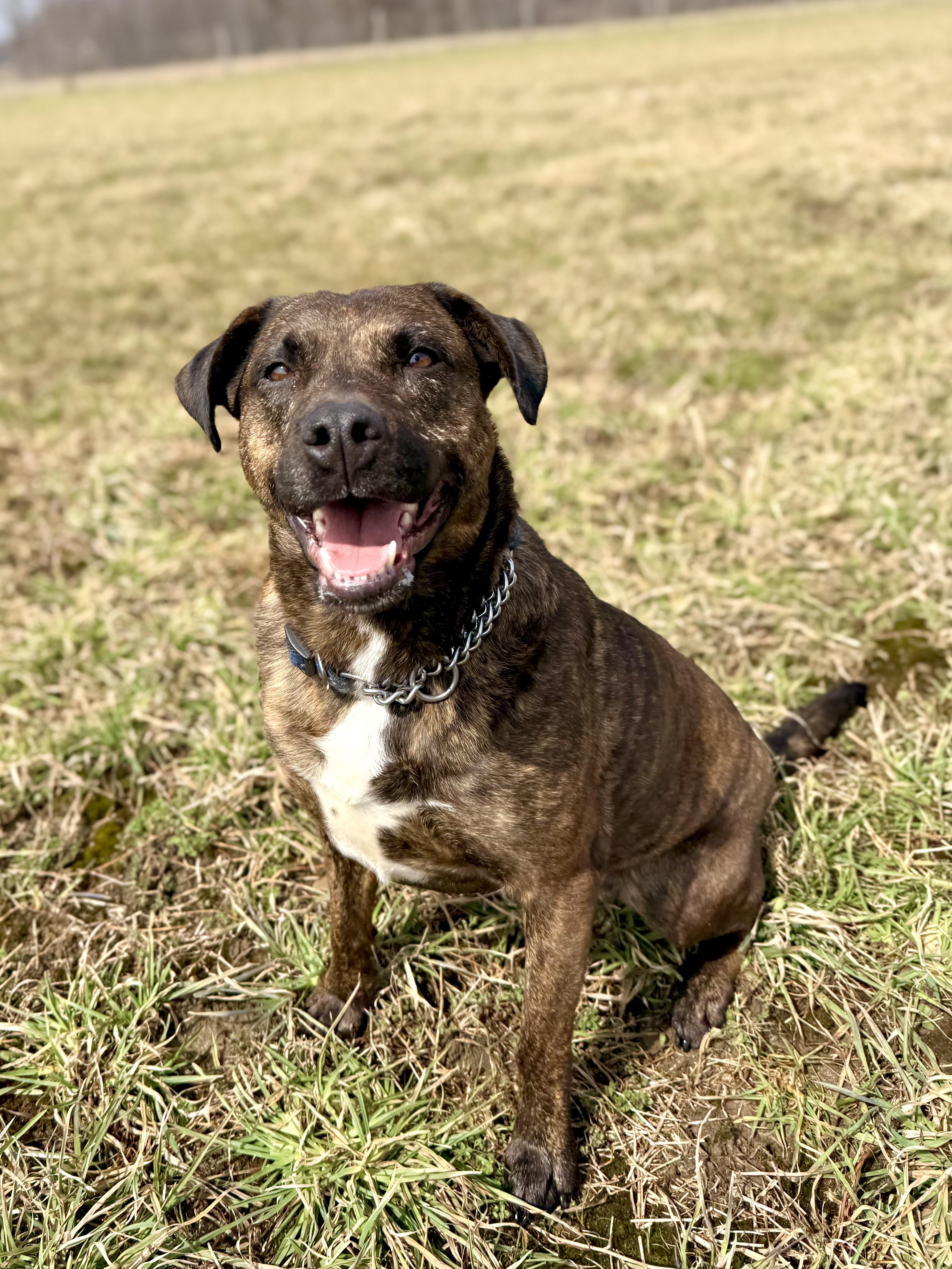 Enlarge Paprika, a ADOPTABLE mixed breed in Ilderton, ON image 3/6