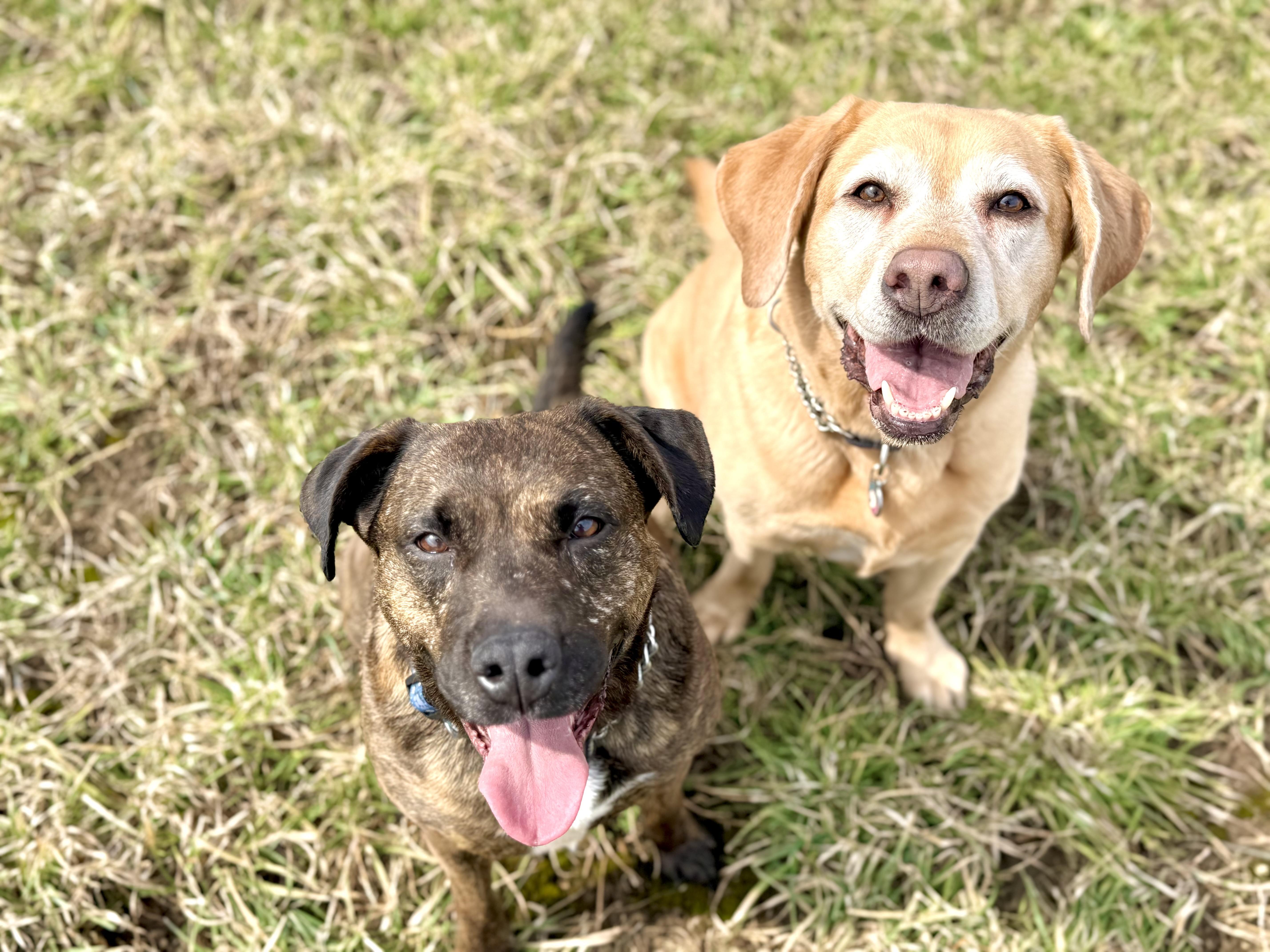 Enlarge Paprika, a ADOPTABLE mixed breed in Ilderton, ON image 2/6