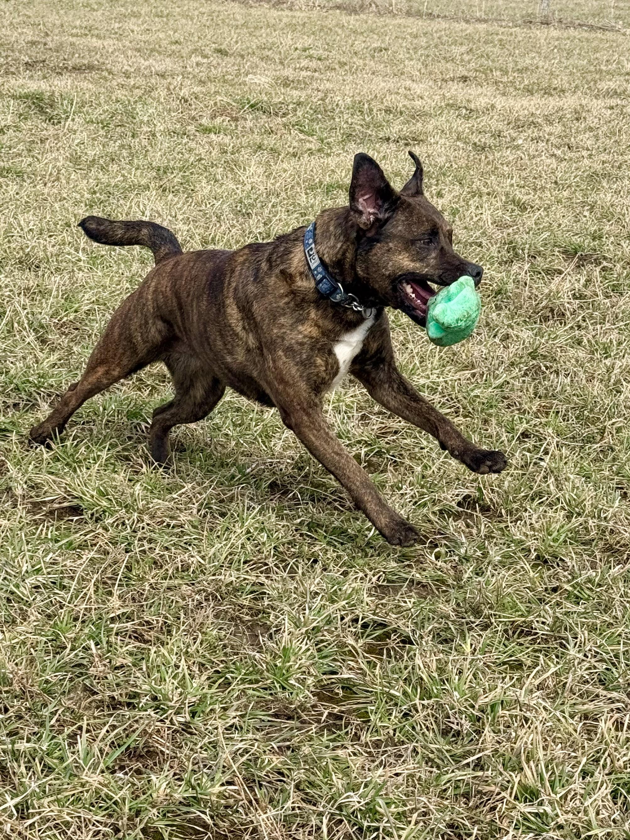 Enlarge Paprika, a ADOPTABLE mixed breed in Ilderton, ON image 4/6