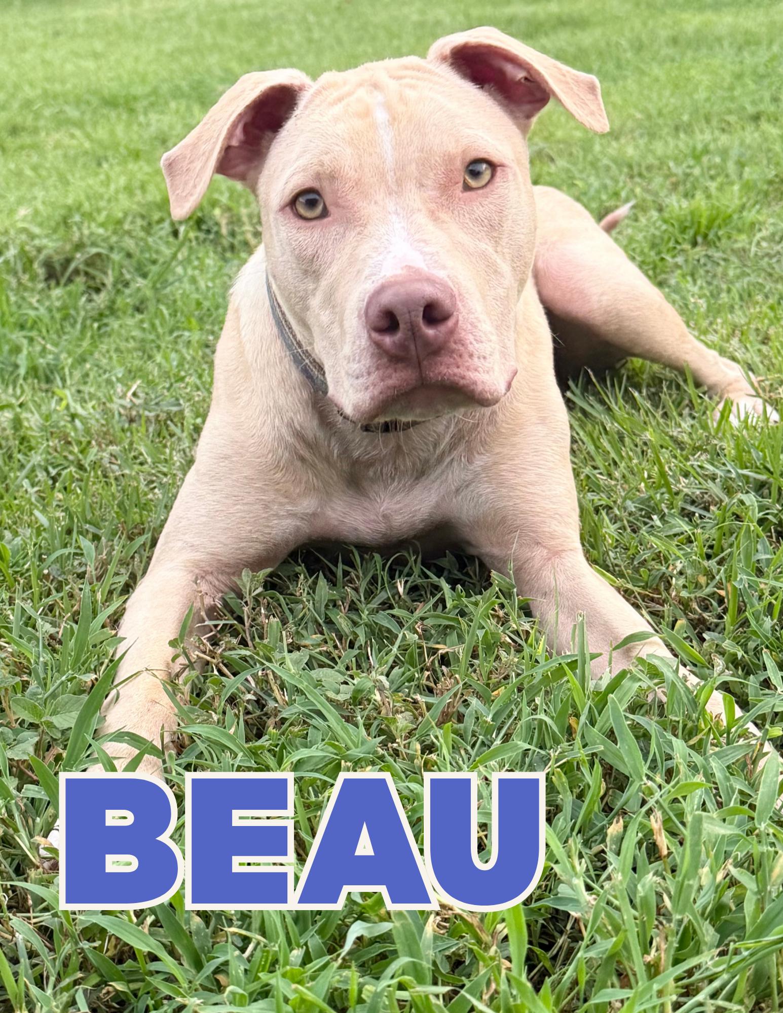 Enlarge BEAU, a Adoptable Mixed Breed in Shalimar, FL image 1/5