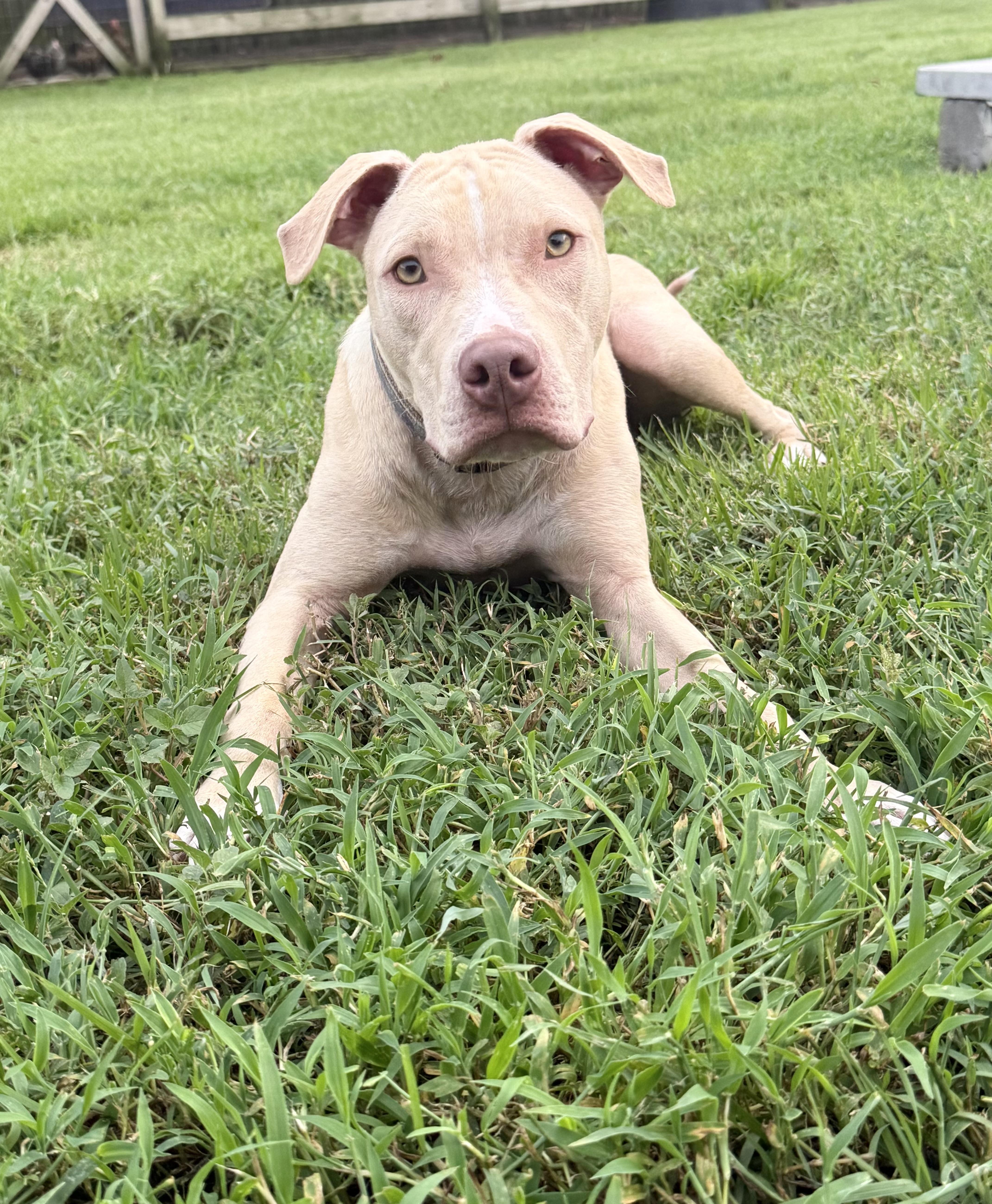 Enlarge BEAU, a Adoptable Mixed Breed in Shalimar, FL image 2/5
