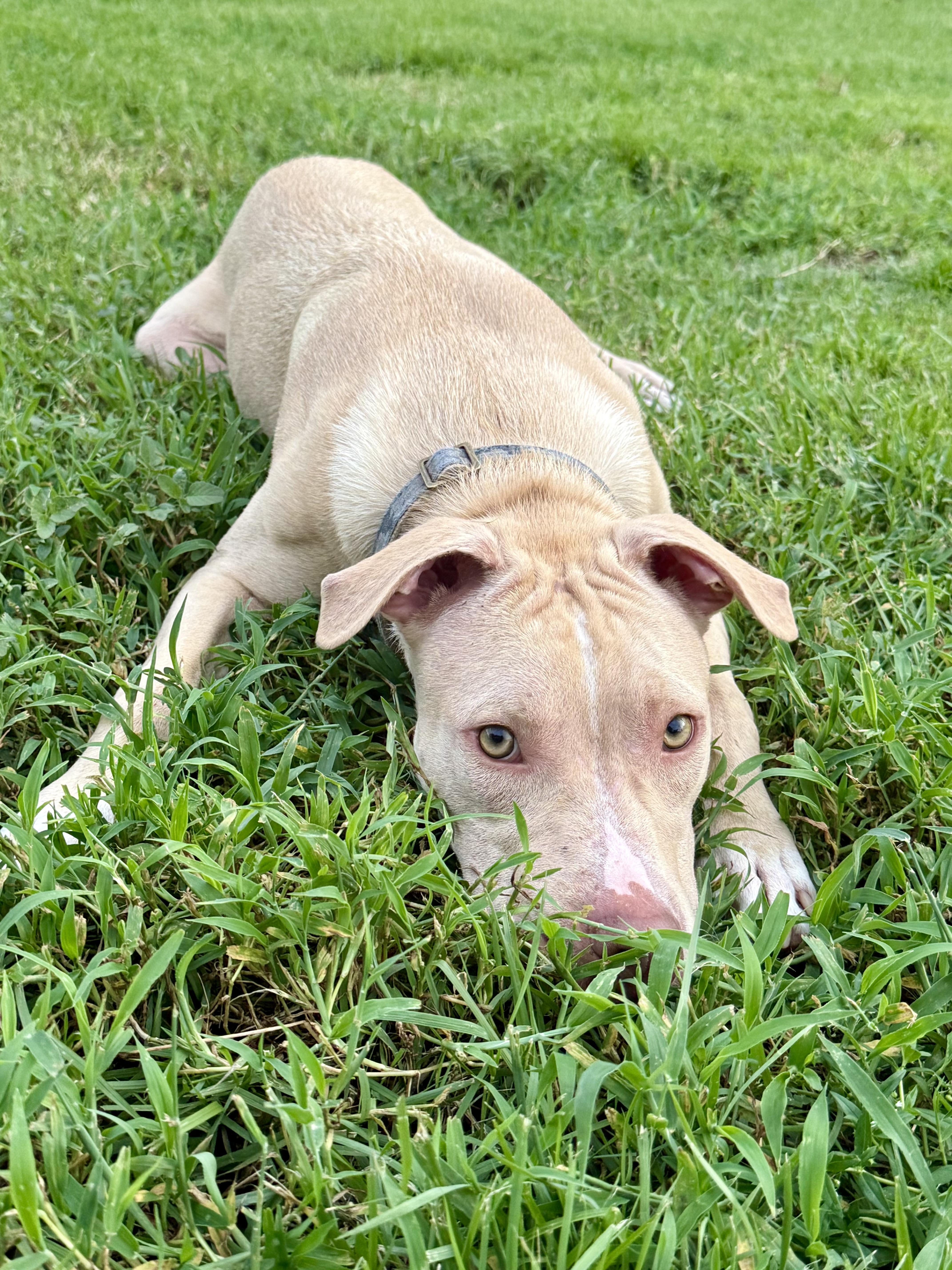 Enlarge BEAU, a Adoptable Mixed Breed in Shalimar, FL image 3/5