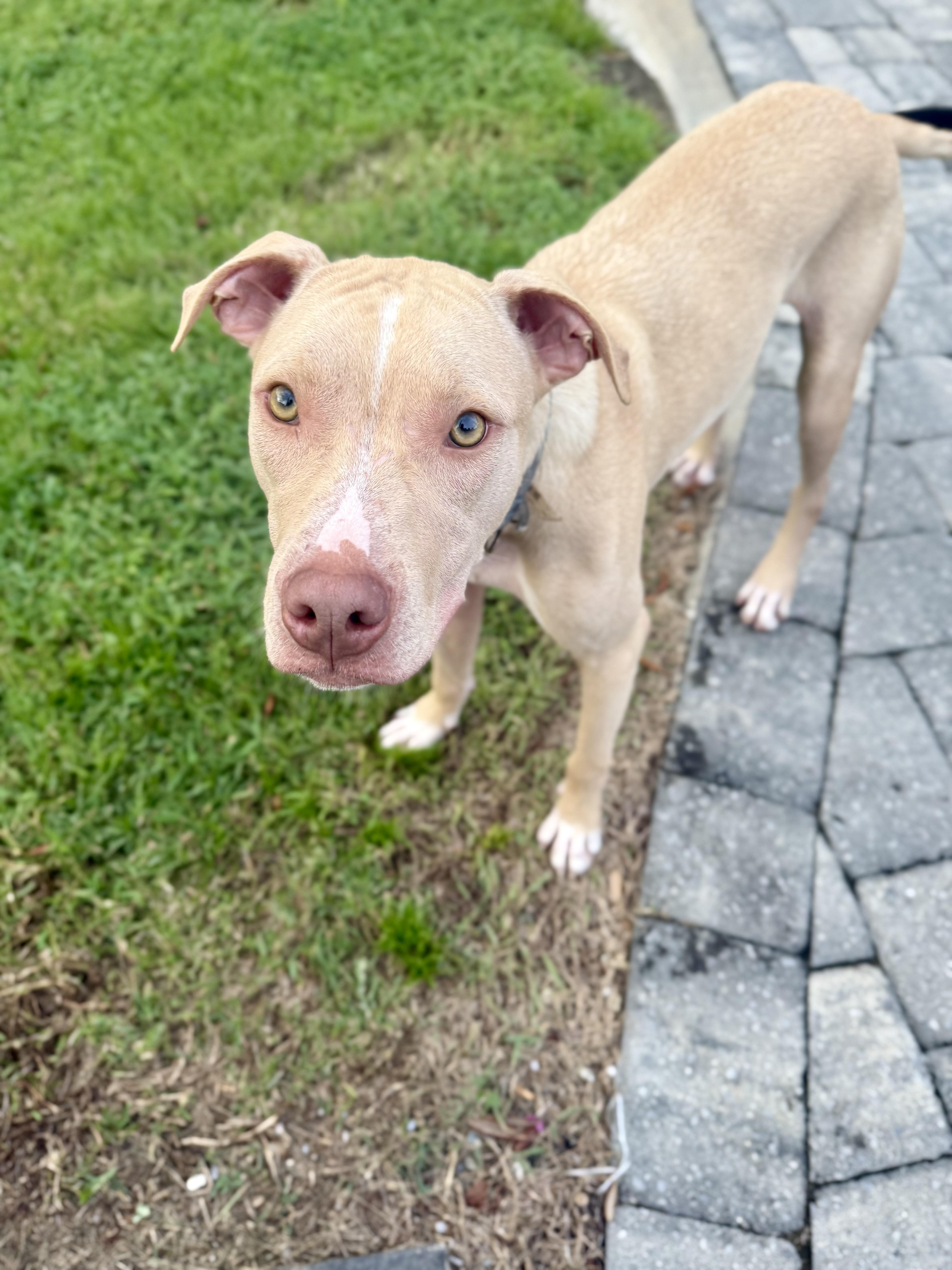 Enlarge BEAU, a Adoptable Mixed Breed in Shalimar, FL image 5/5
