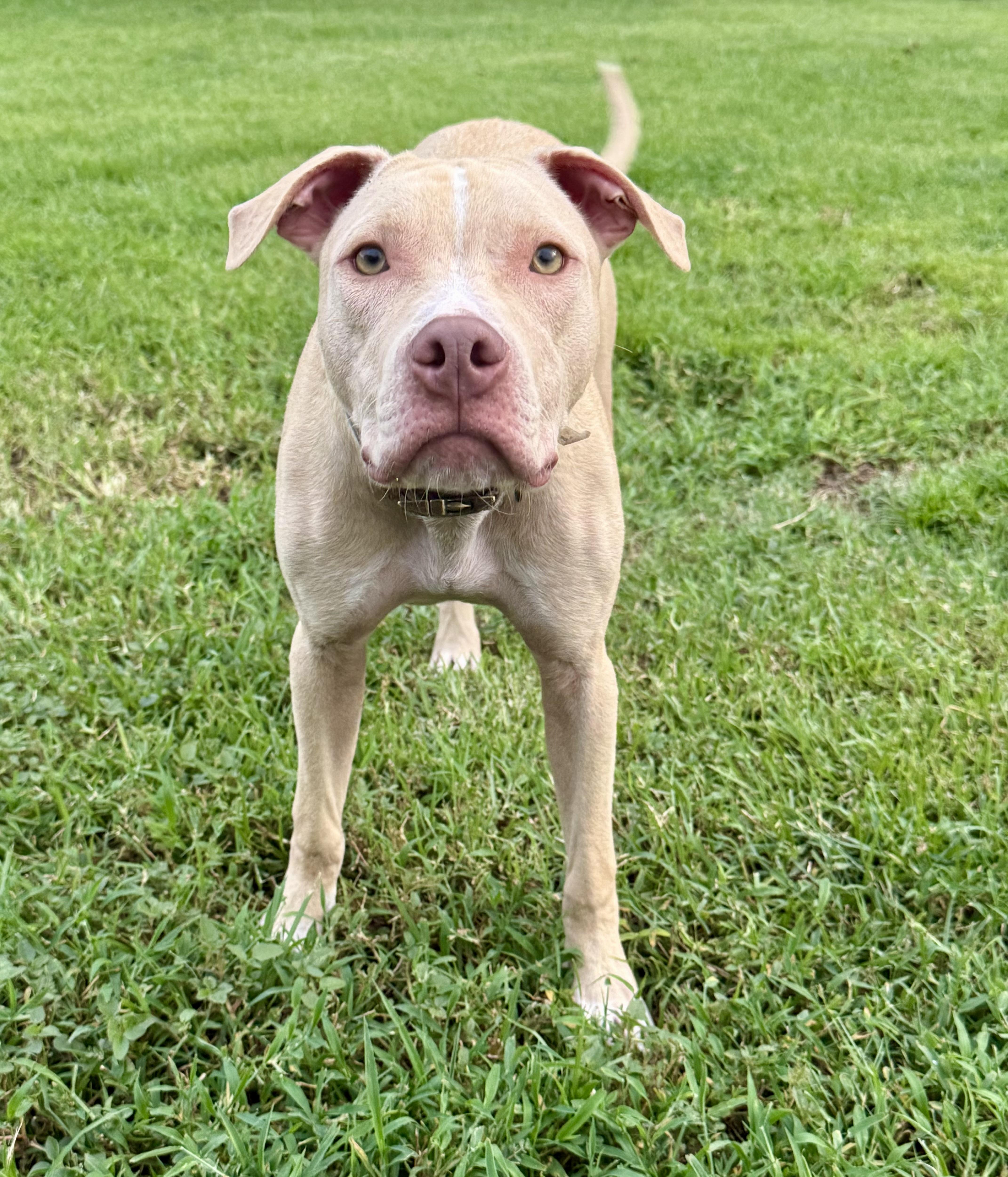 Enlarge BEAU, a Adoptable Mixed Breed in Shalimar, FL image 4/5