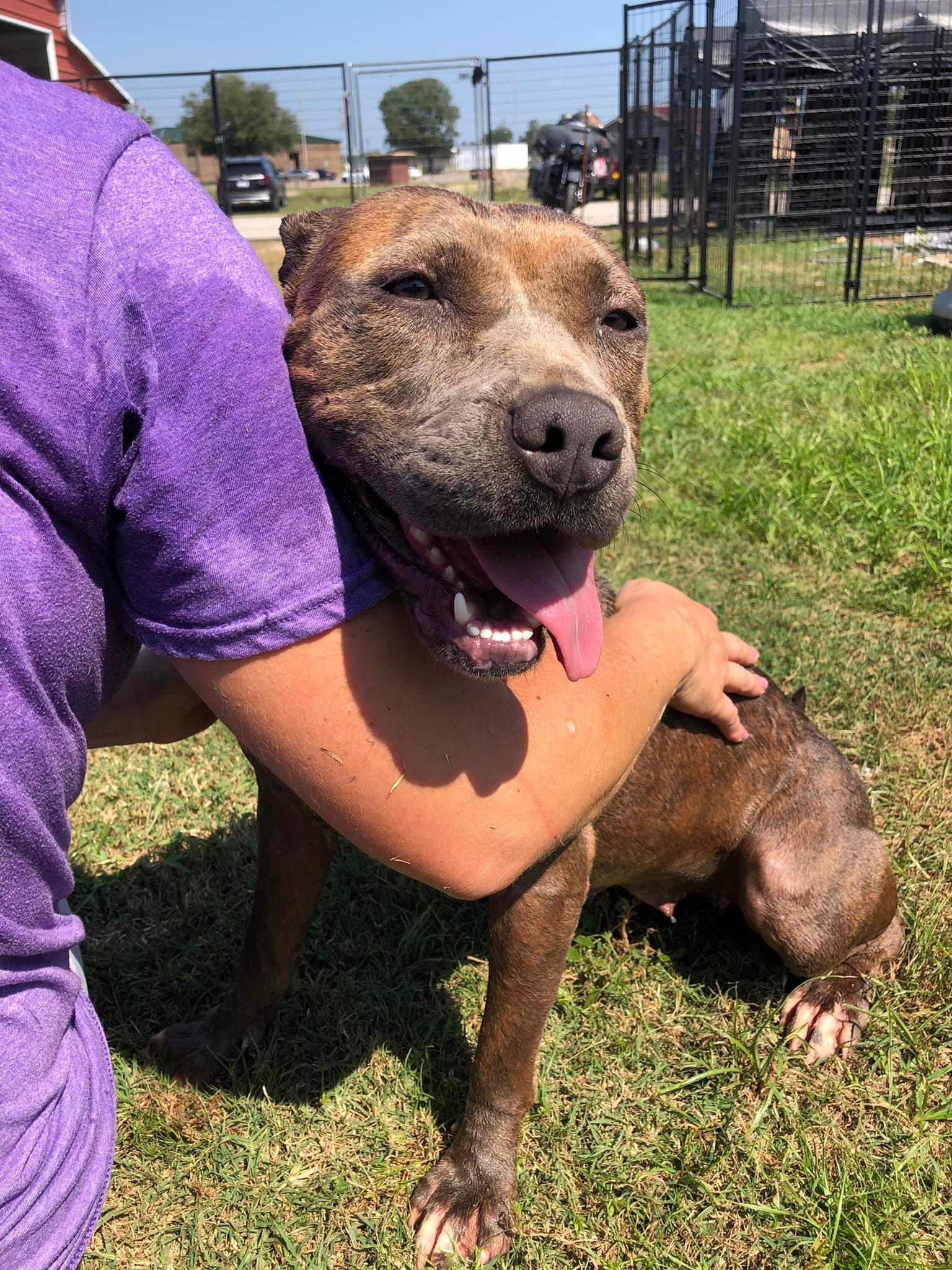 Enlarge Sophia, a ADOPTABLE Mixed Breed in Mullins, SC image 1/5