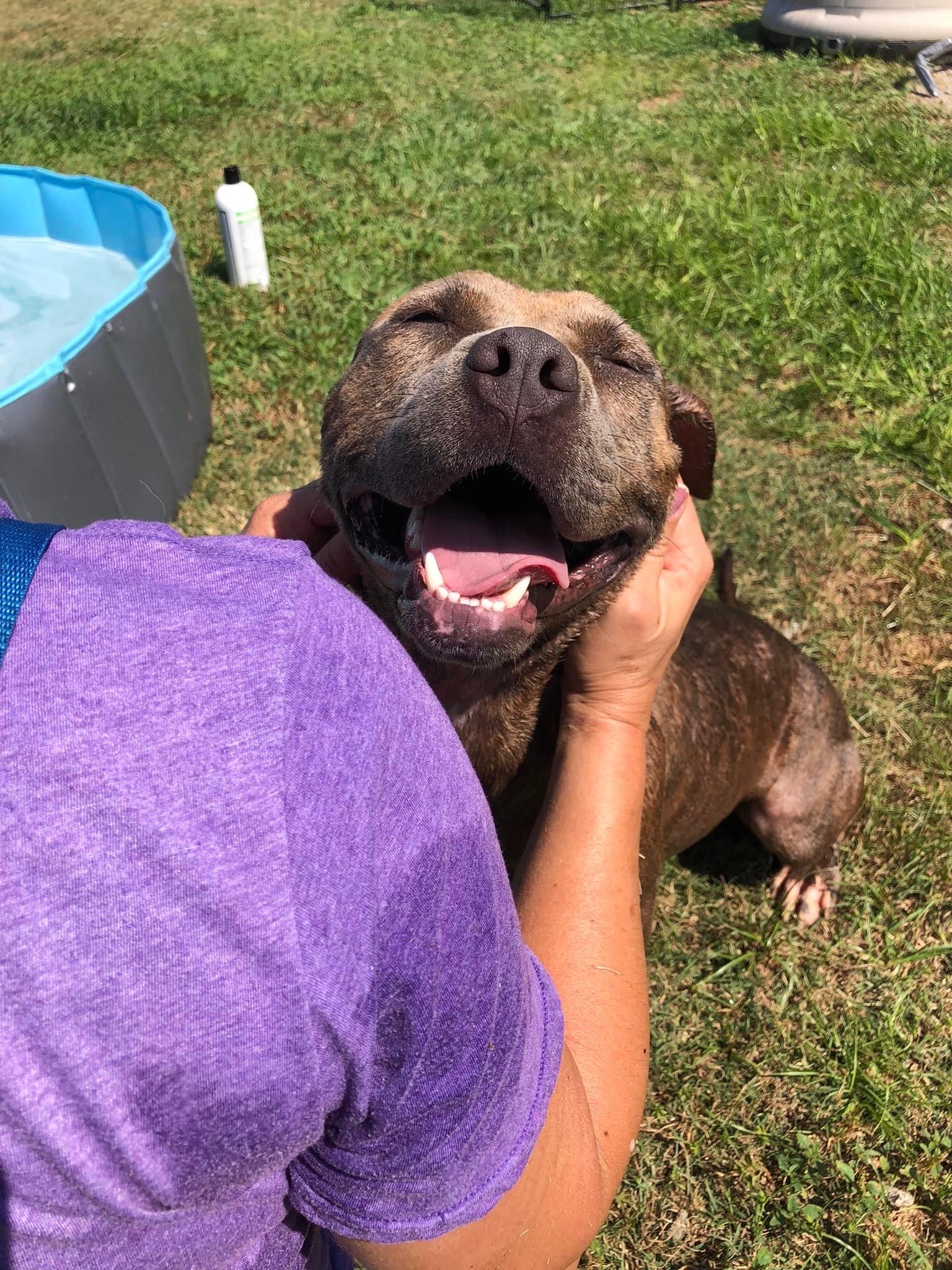 Enlarge Sophia, a ADOPTABLE Mixed Breed in Mullins, SC image 3/5