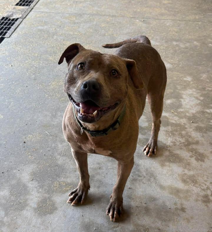 Enlarge Sophia, a ADOPTABLE Mixed Breed in Mullins, SC image 1/6