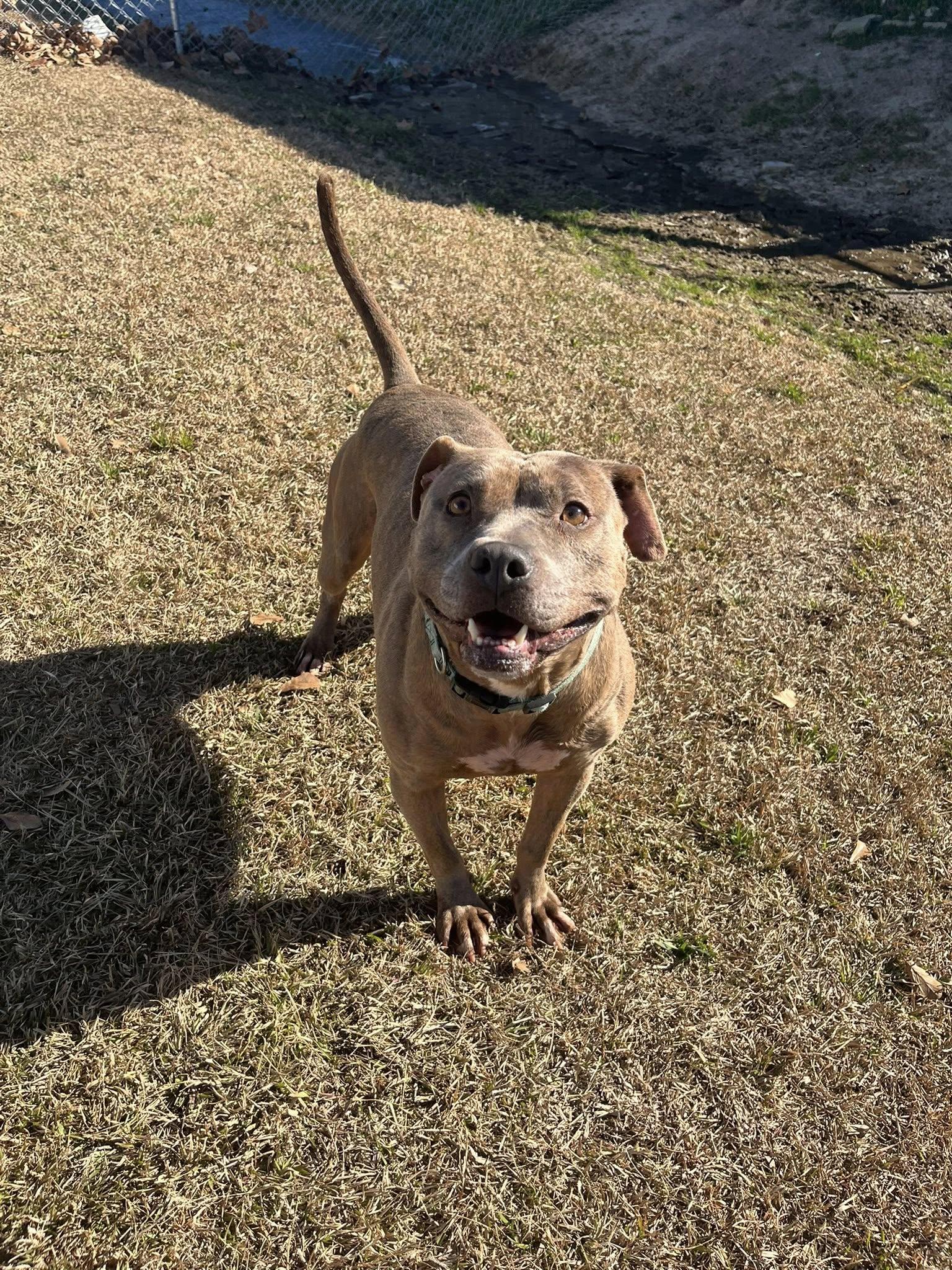 Enlarge Sophia, a ADOPTABLE Mixed Breed in Mullins, SC image 2/5