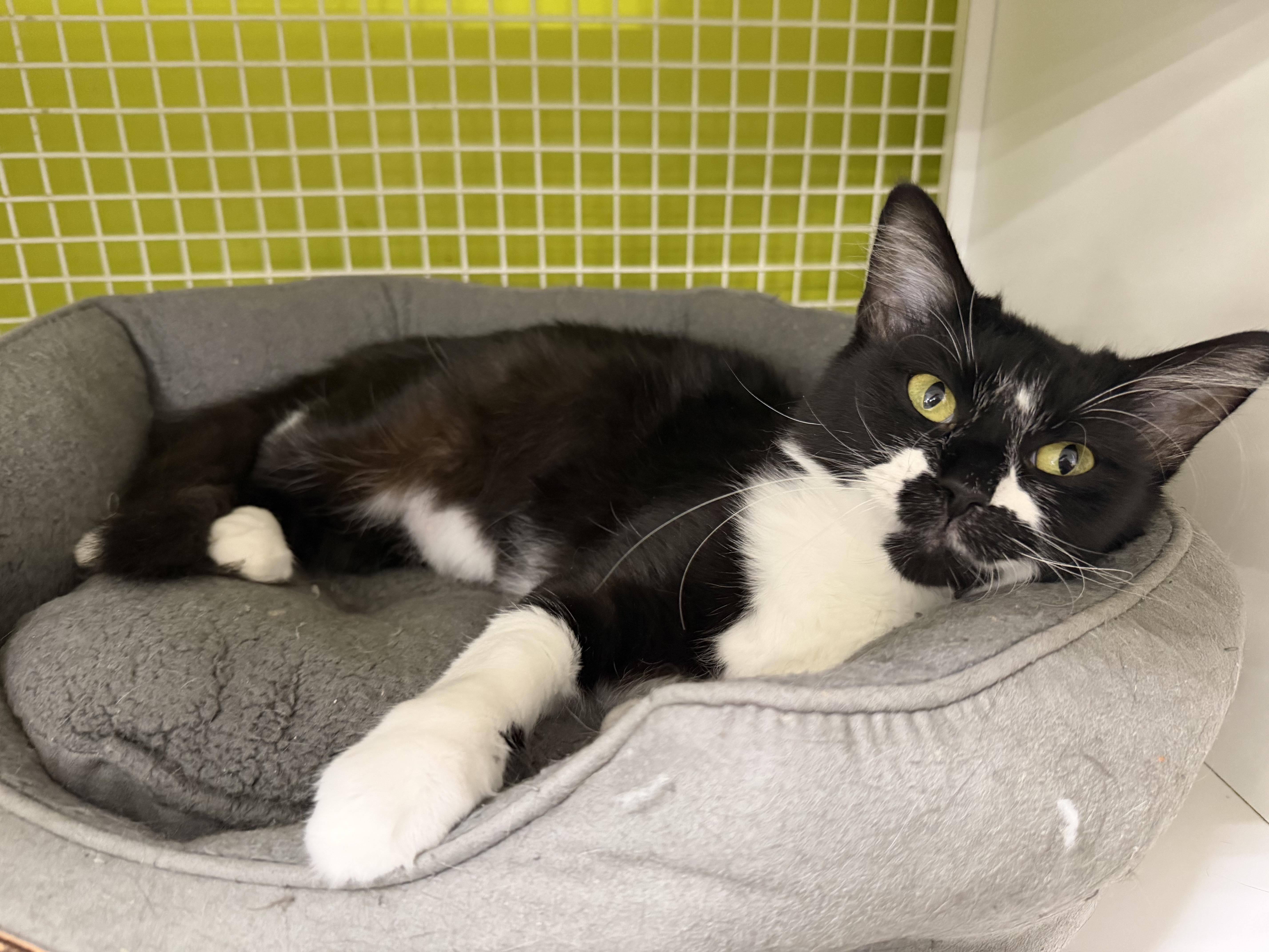 Gordita, adopted, Young Female Domestic Medium Hair.