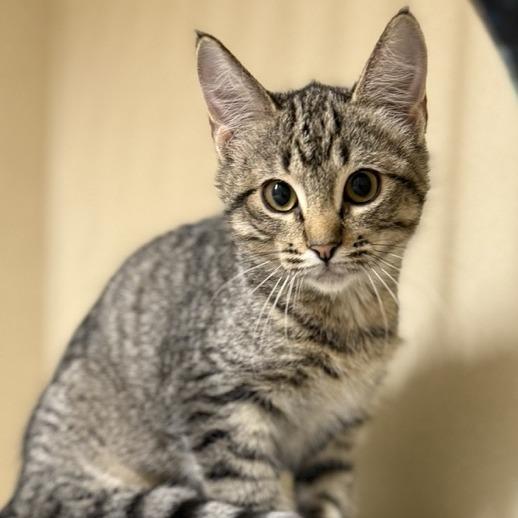Enlarge Jade, a Adoptable Domestic Short Hair in Colorado Springs, CO image 2/2