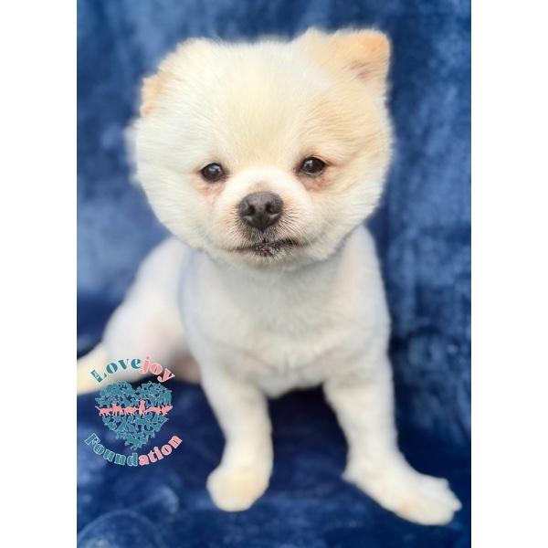 Finn, an adopted Pomeranian in Inglewood, CA image 3/4