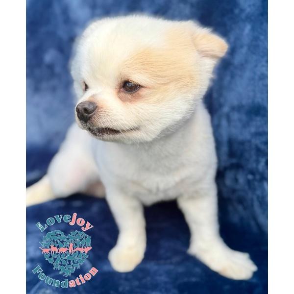Finn, an adopted Pomeranian in Inglewood, CA image 4/4