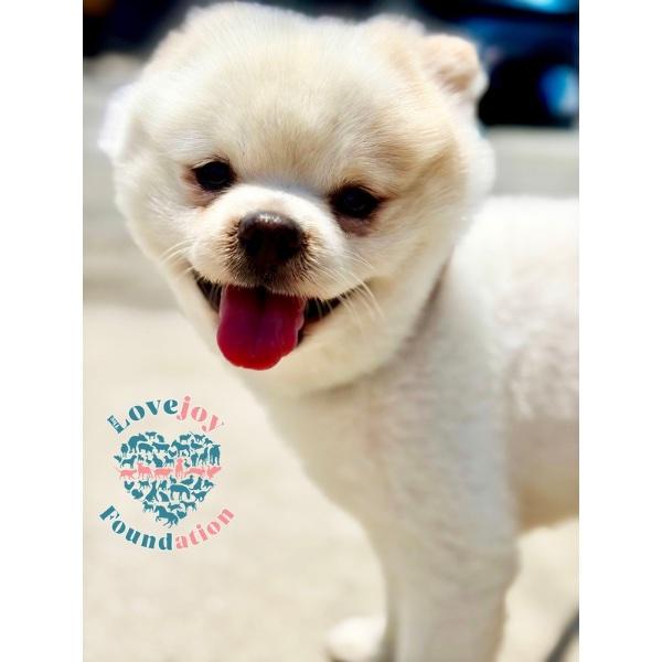 Finn, an adopted Pomeranian in Inglewood, CA image 2/4