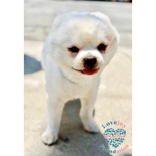 Finn, adopted, Young Male Pomeranian.