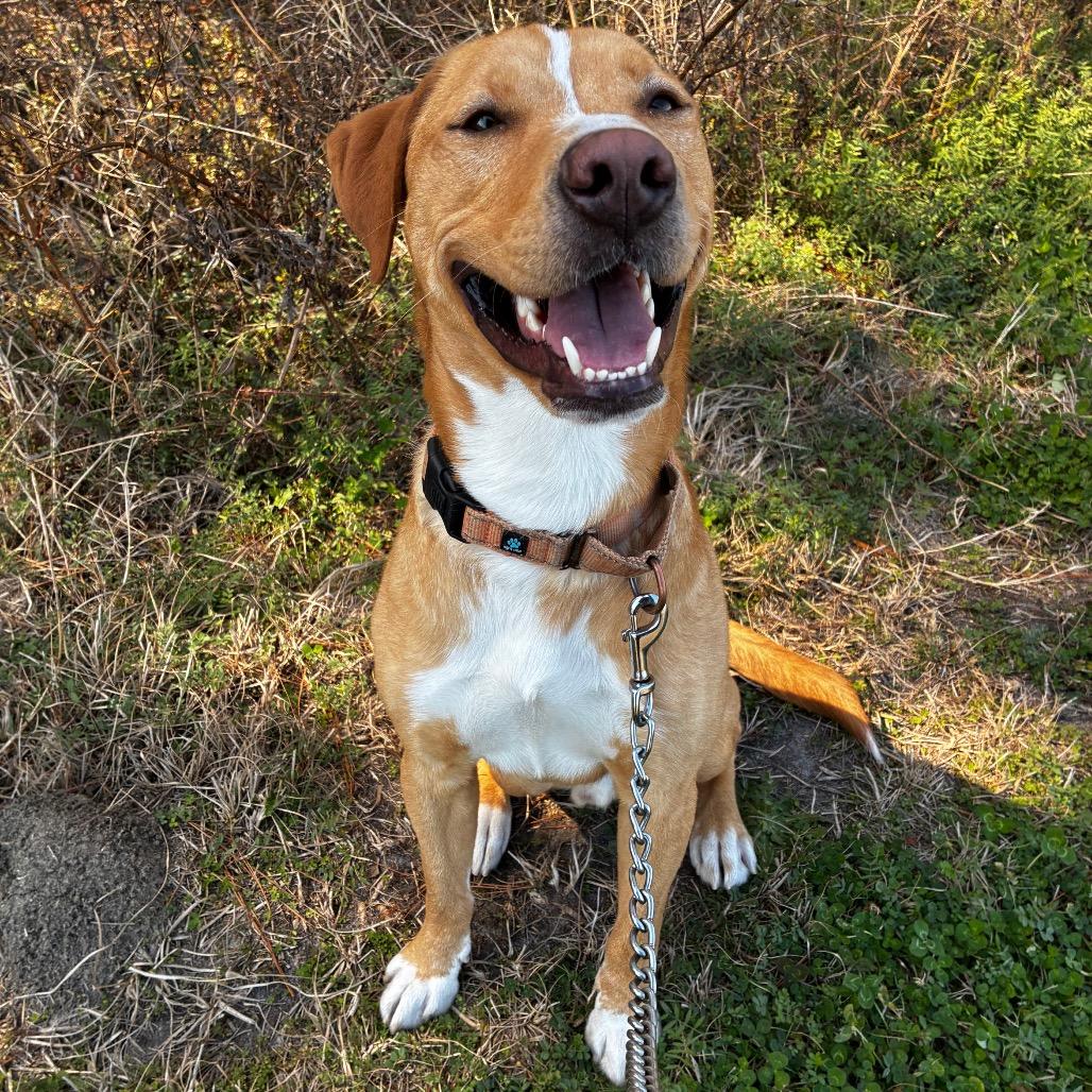 Topher 28041, a Adoptable Mixed Breed in Middleburg, FL image 1/6