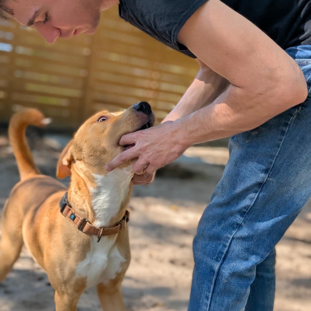 Topher 28041, Adoptable, Adult Male Mixed Breed.