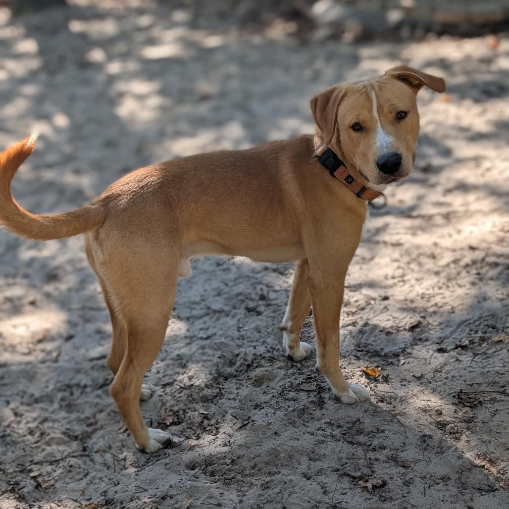 Enlarge Topher 28041, a Adoptable Mixed Breed in Middleburg, FL image 4/6