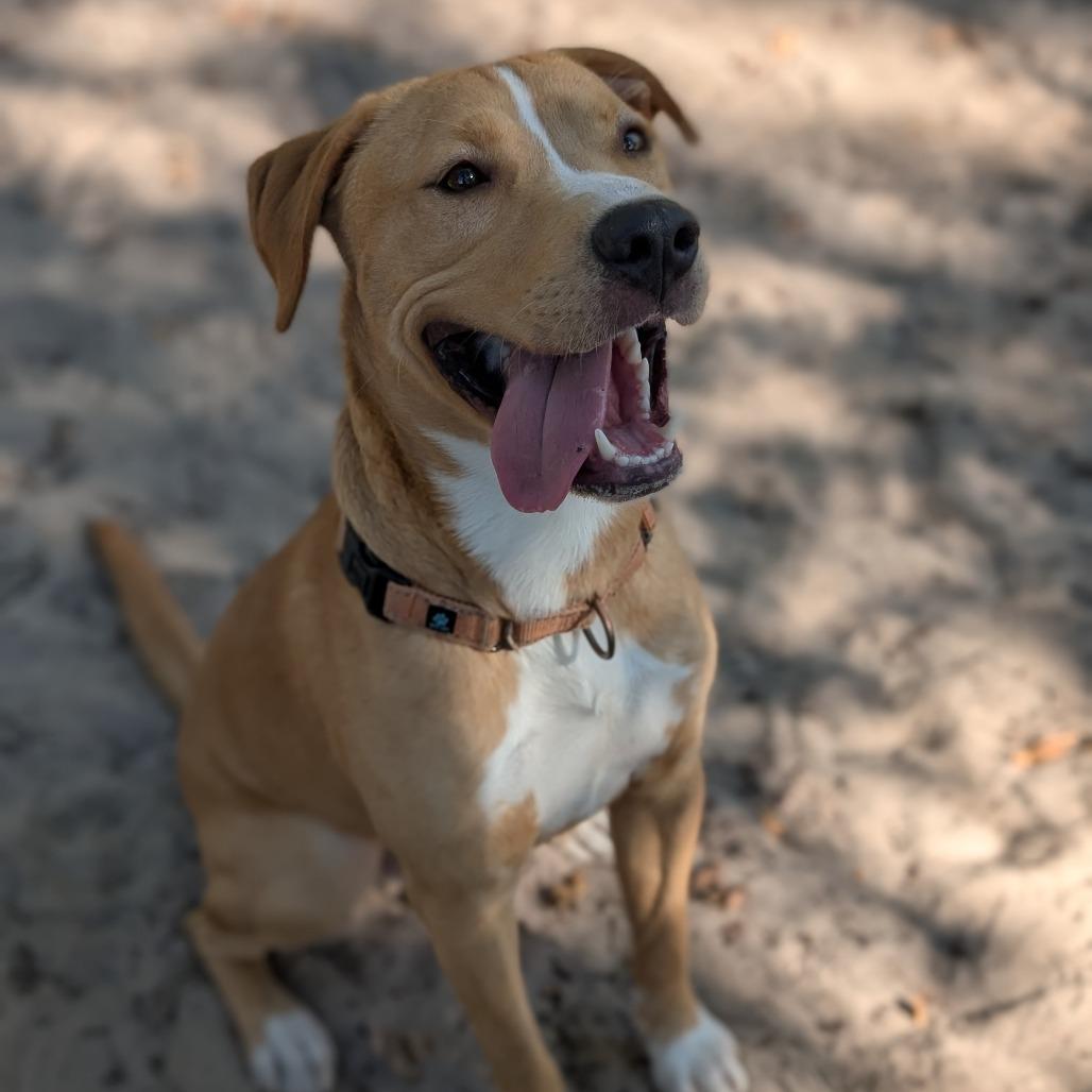 Enlarge Topher 28041, a Adoptable Mixed Breed in Middleburg, FL image 5/6