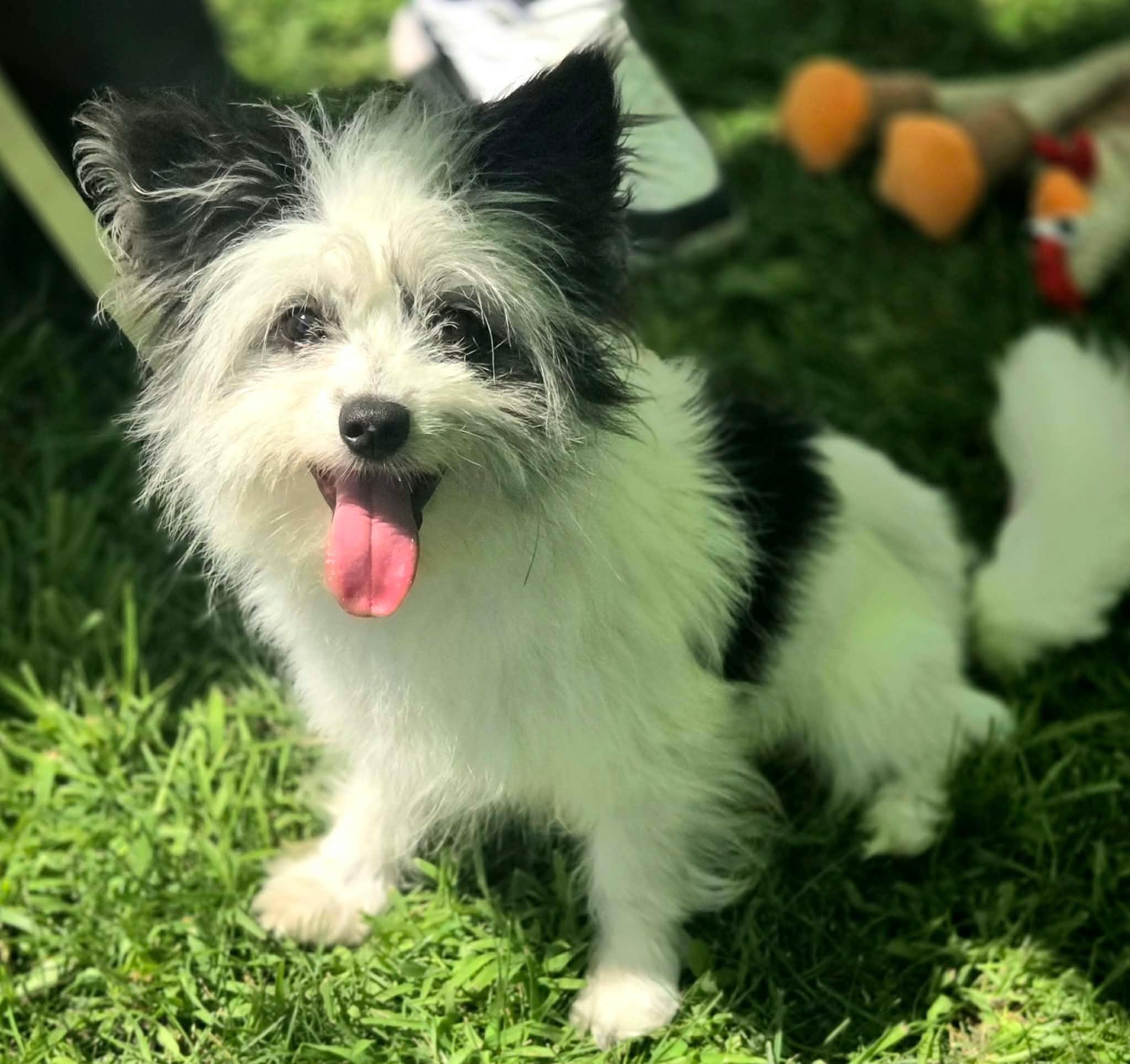 Enlarge Scruffy Sam, an adopted mixed breed in Racine, WI image 4/4