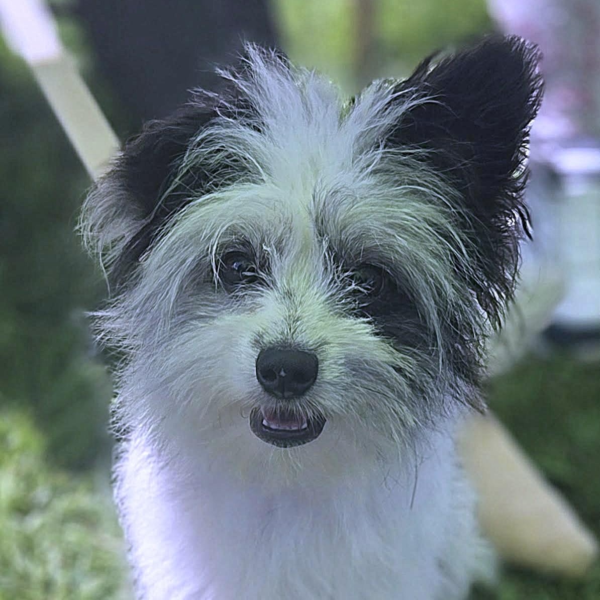 Enlarge Scruffy Sam, an adopted mixed breed in Racine, WI image 1/4