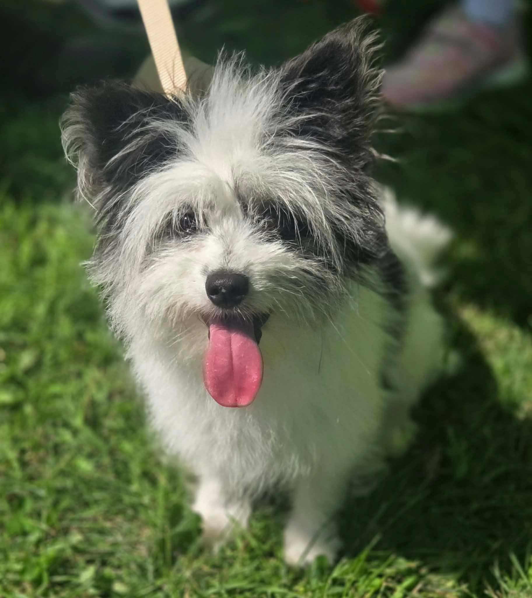 Enlarge Scruffy Sam, an adopted mixed breed in Racine, WI image 3/4