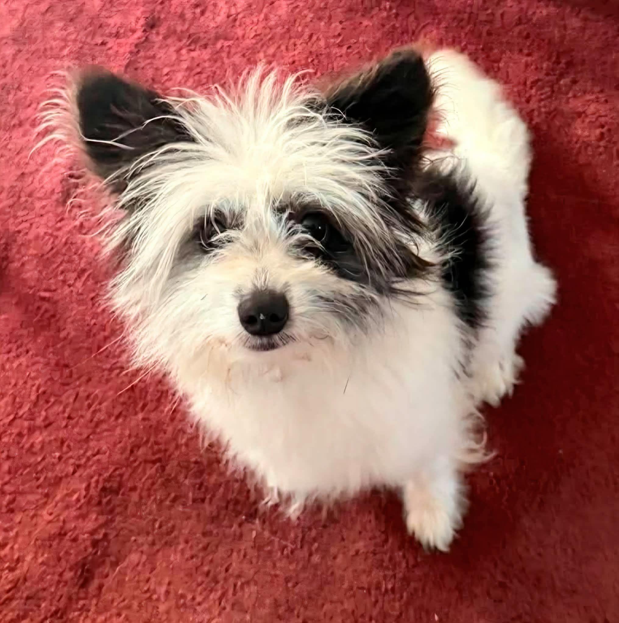 Enlarge Scruffy Sam, an adopted mixed breed in Racine, WI image 2/4