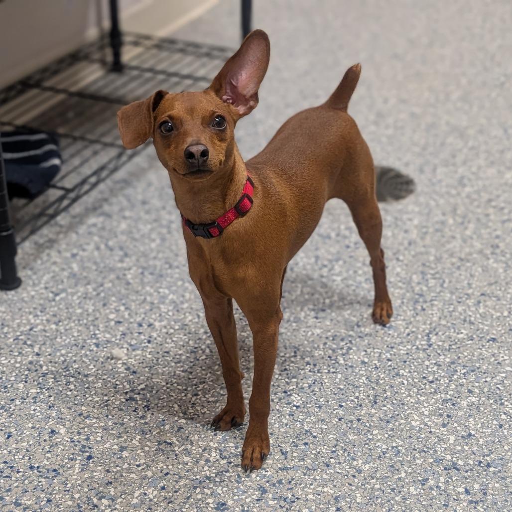 Coco, Adoptable, Young Male Miniature Pinscher & Mixed Breed.