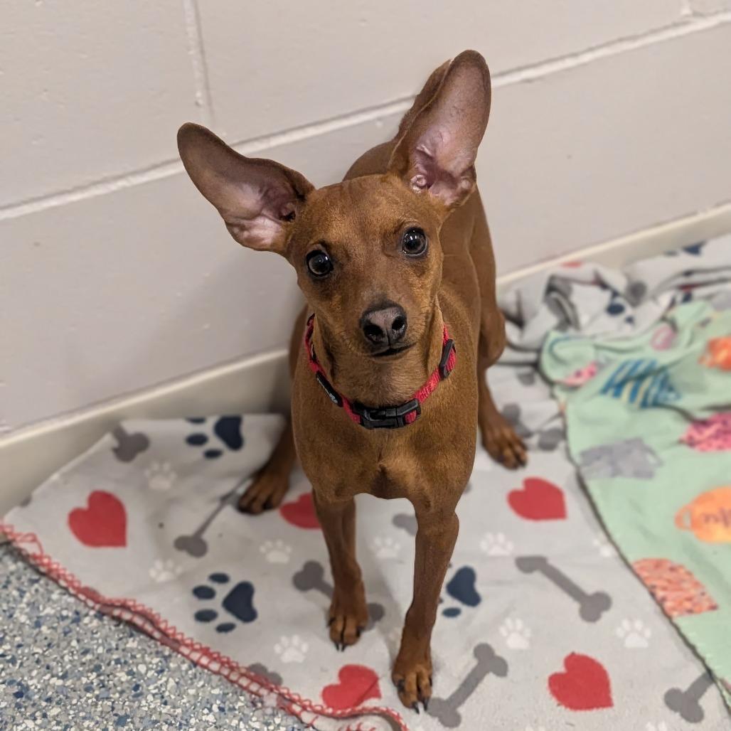 Enlarge Coco, a Adoptable mixed breed in Prairie du Chien, WI image 2/2