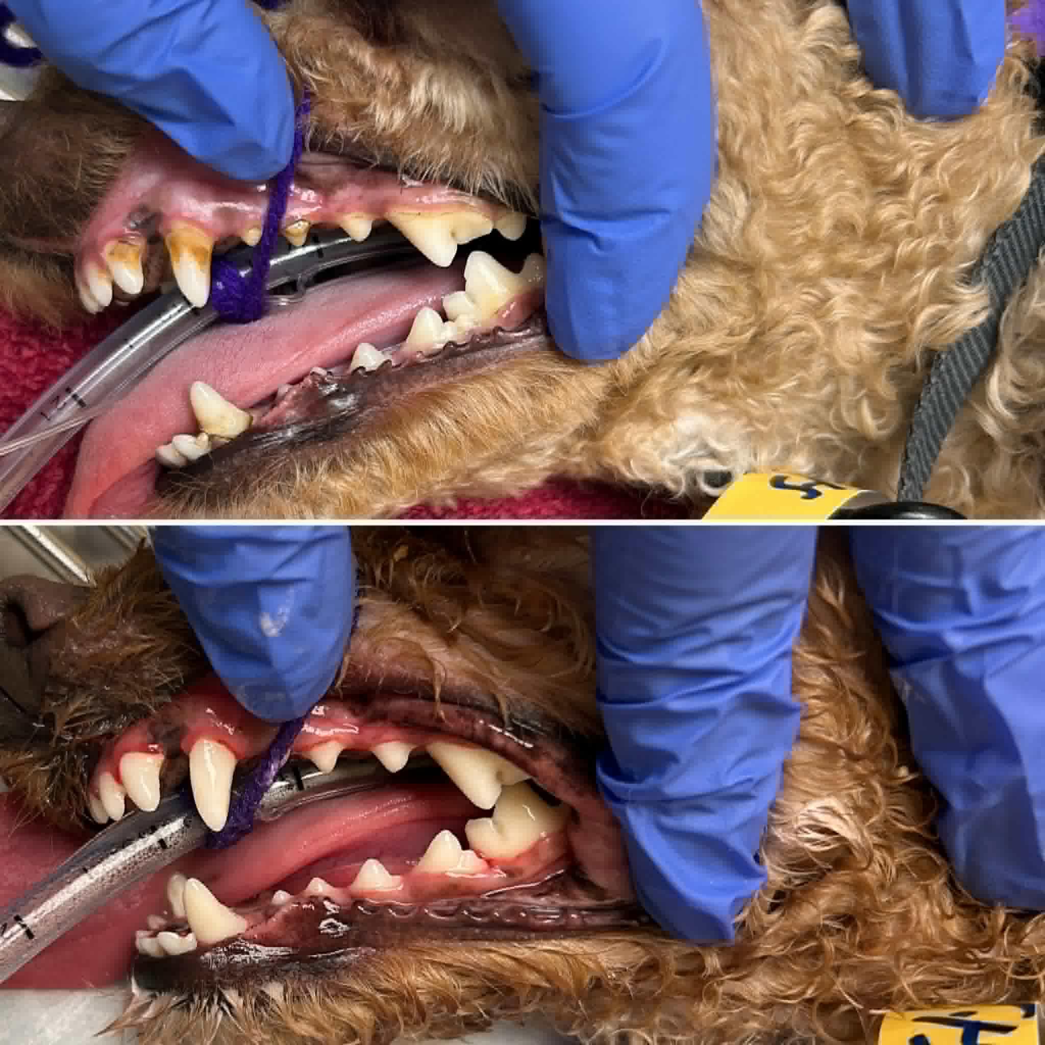 Copper! Dog/Cat Friendly! , an adopted mixed breed in Port Huron, MI image 2/5