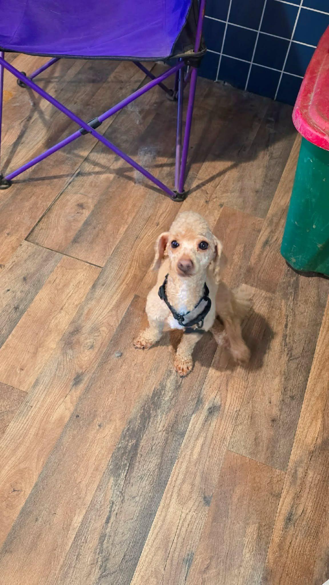 Copper! Dog/Cat Friendly! , an adopted mixed breed in Port Huron, MI image 4/5