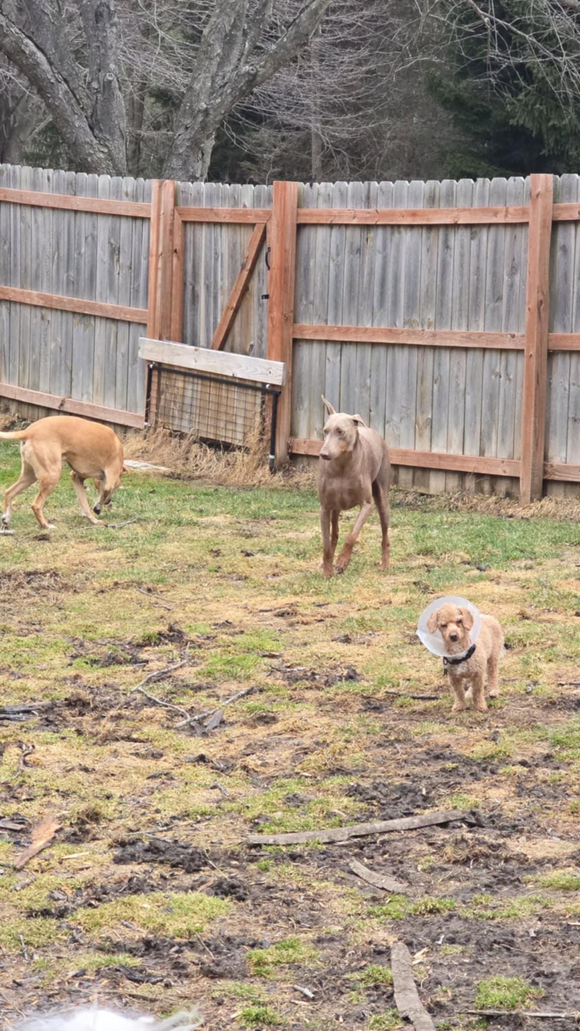 Copper! Dog/Cat Friendly! , an adopted mixed breed in Port Huron, MI image 5/5