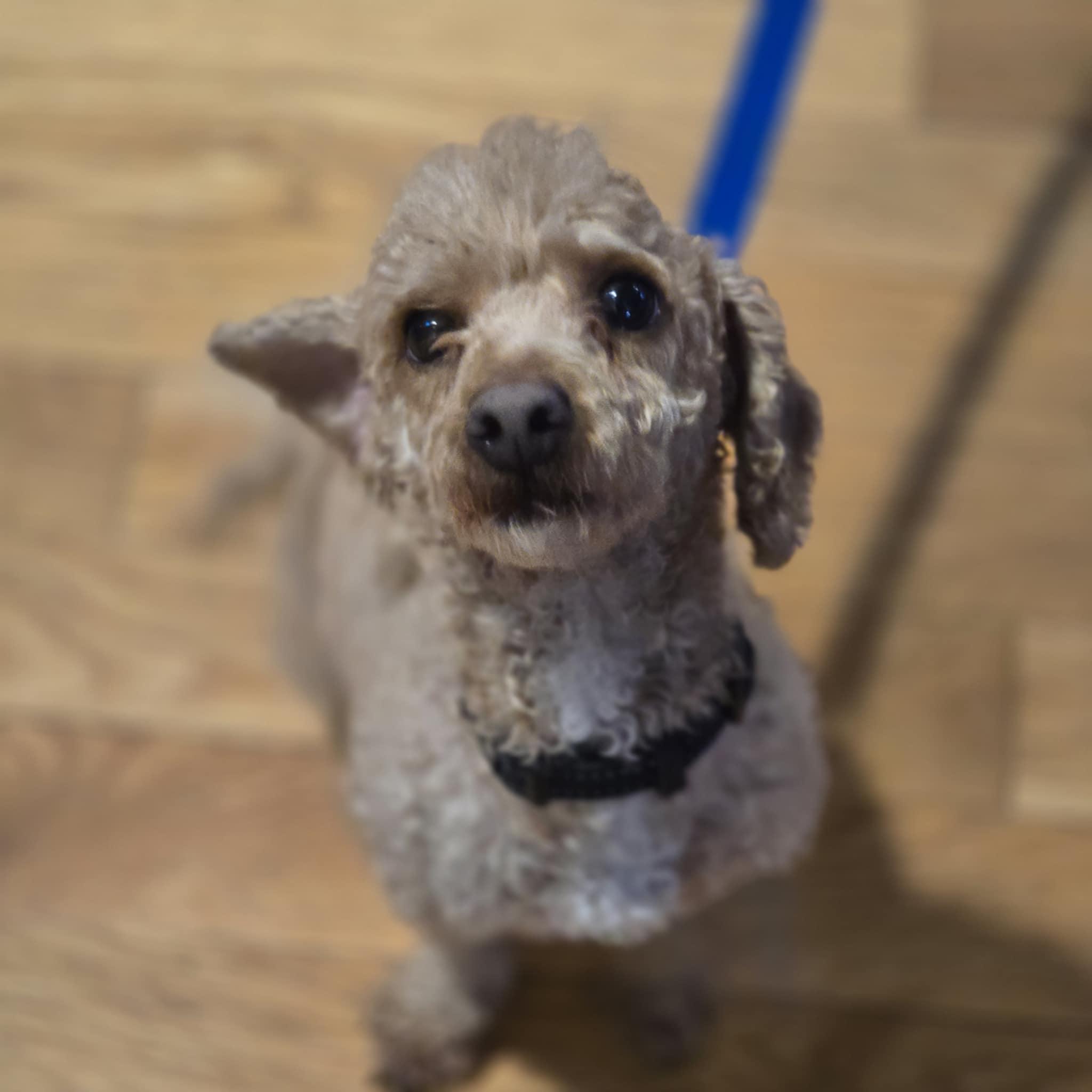 Copper! Dog/Cat Friendly! , adopted, Adult Male Poodle.
