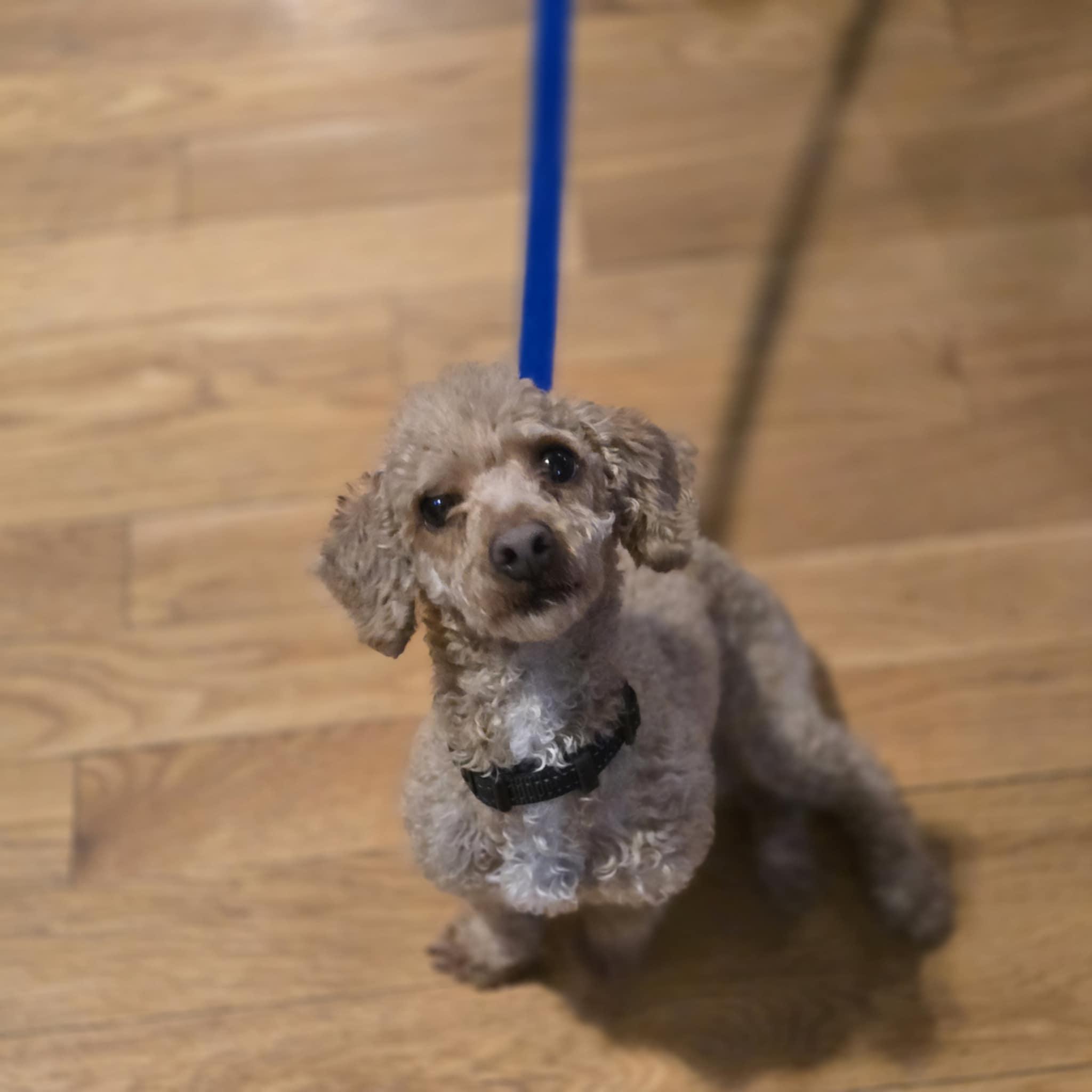 Copper! Dog/Cat Friendly! , an adopted mixed breed in Port Huron, MI image 3/5