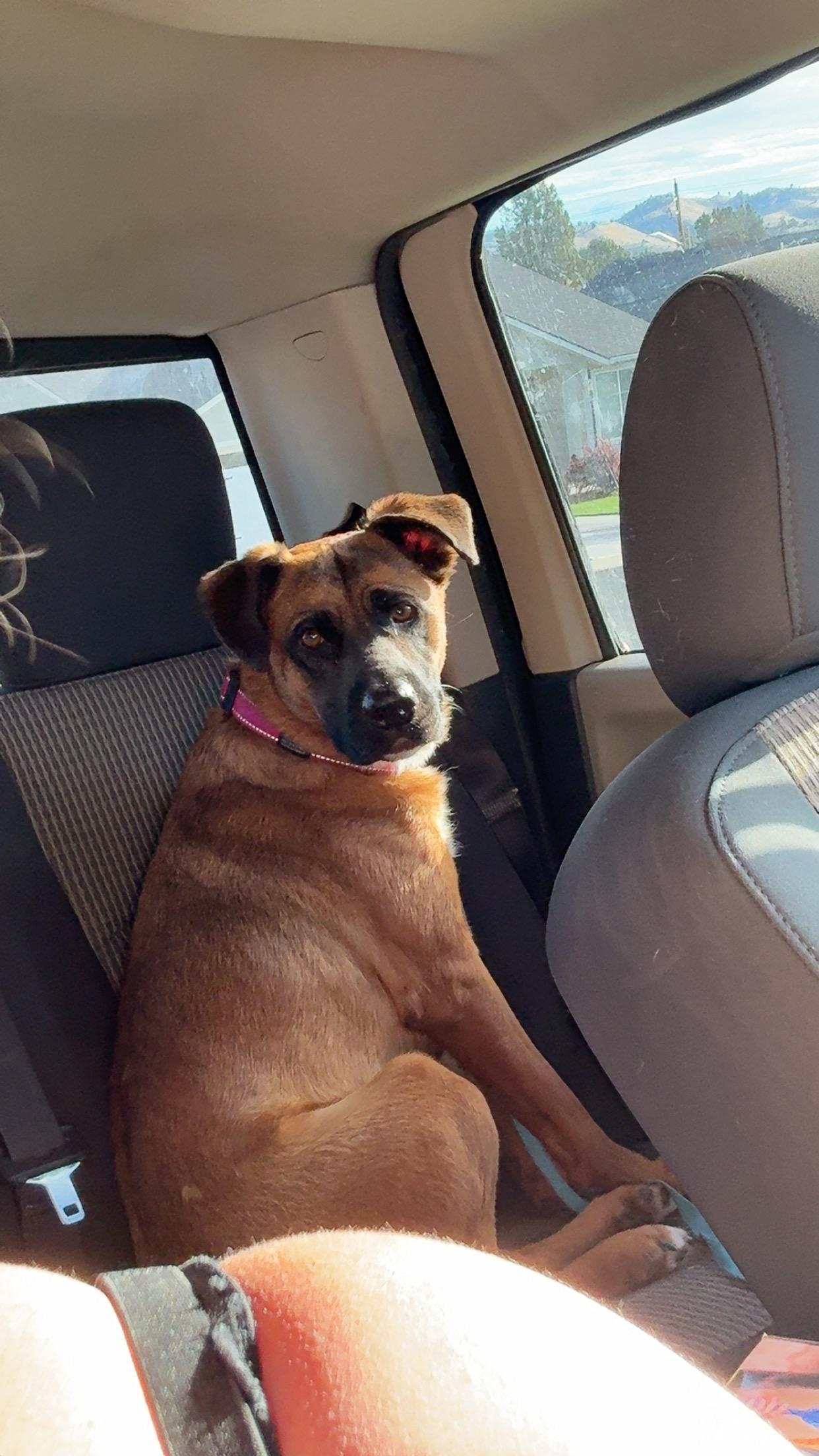 Zuki, an adoptable Black Mouth Cur in Klamath Falls, OR, 97603 | Photo Image 3