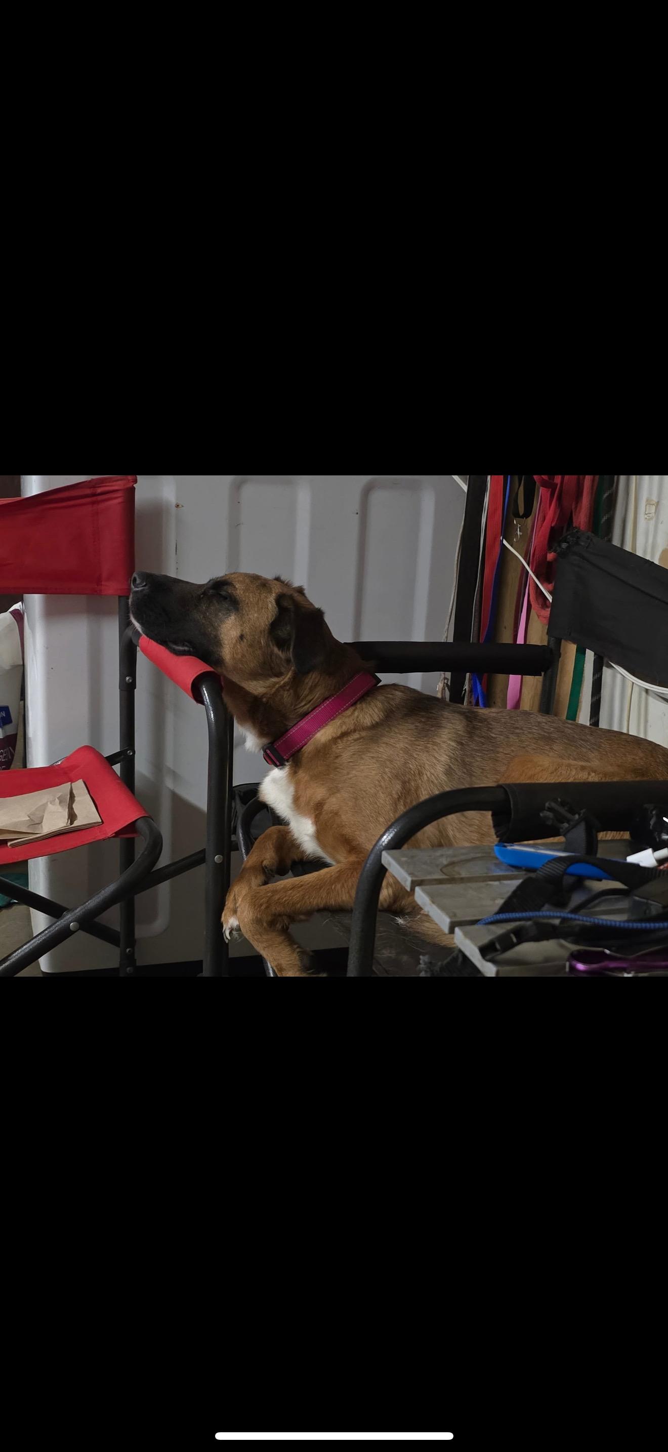 Zuki, an adoptable Black Mouth Cur in Klamath Falls, OR, 97603 | Photo Image 2