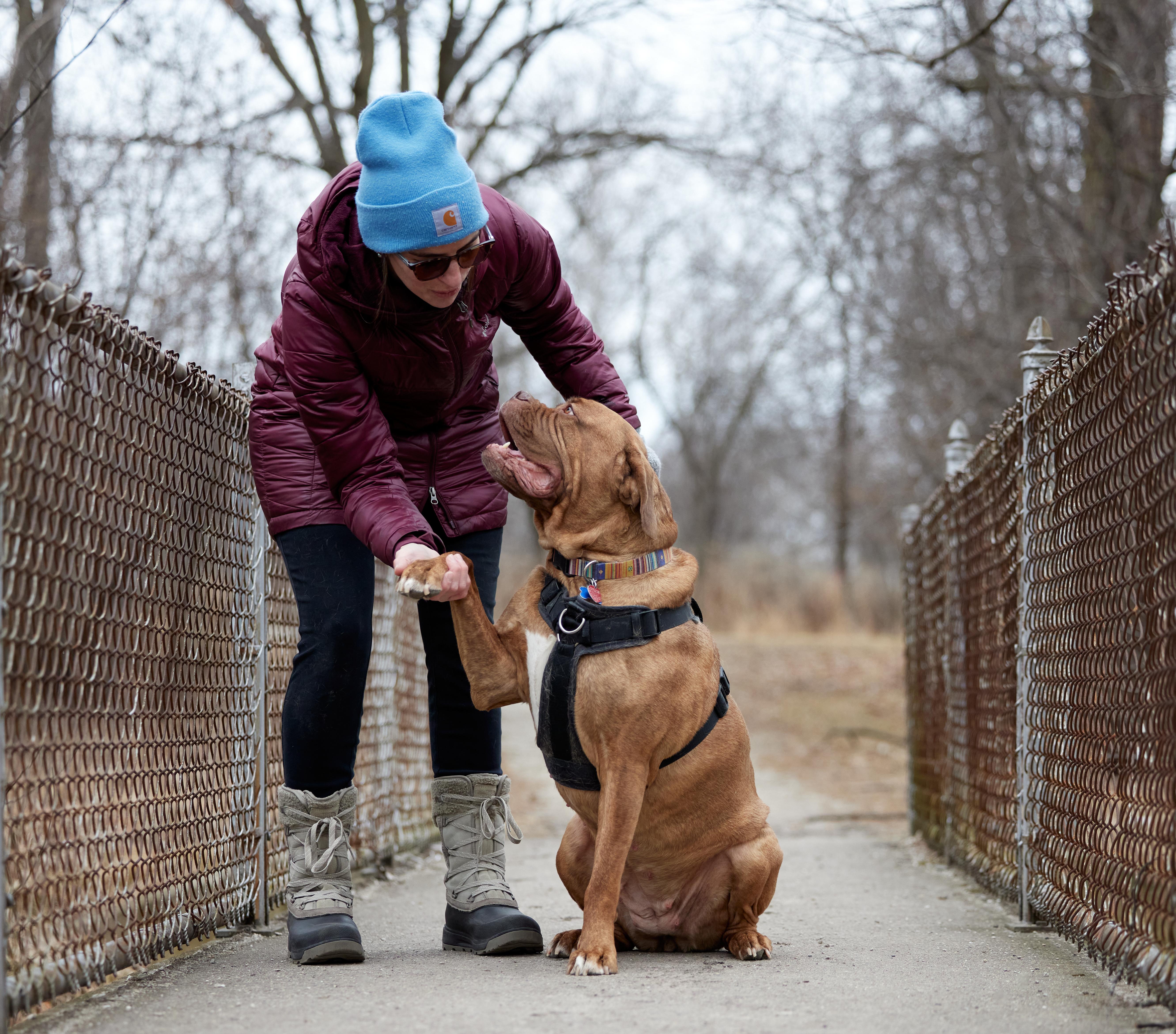 Simone, a Adoptable mixed breed in Chicago, IL image 1/5