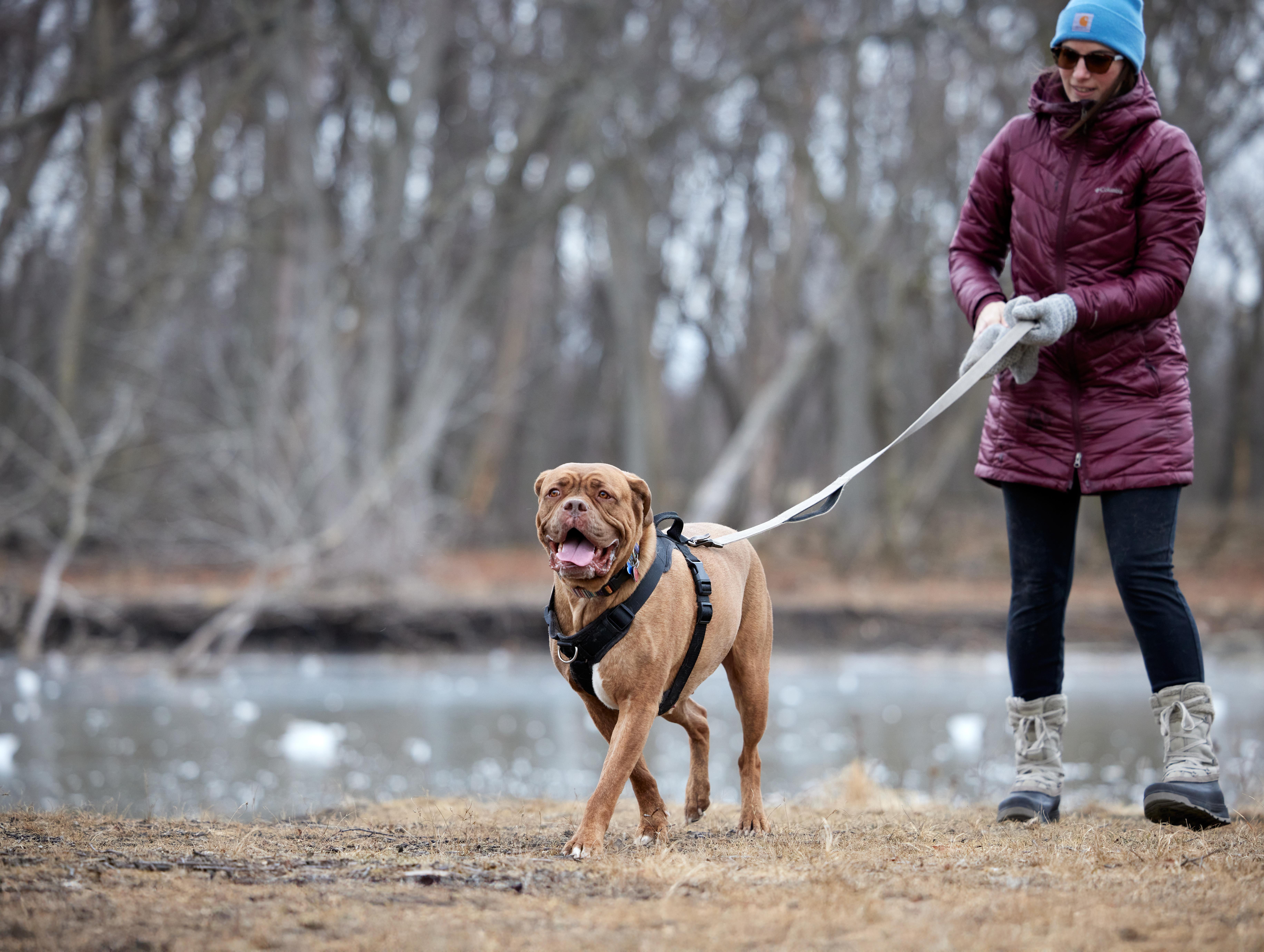 Simone, a Adoptable mixed breed in Chicago, IL image 2/5