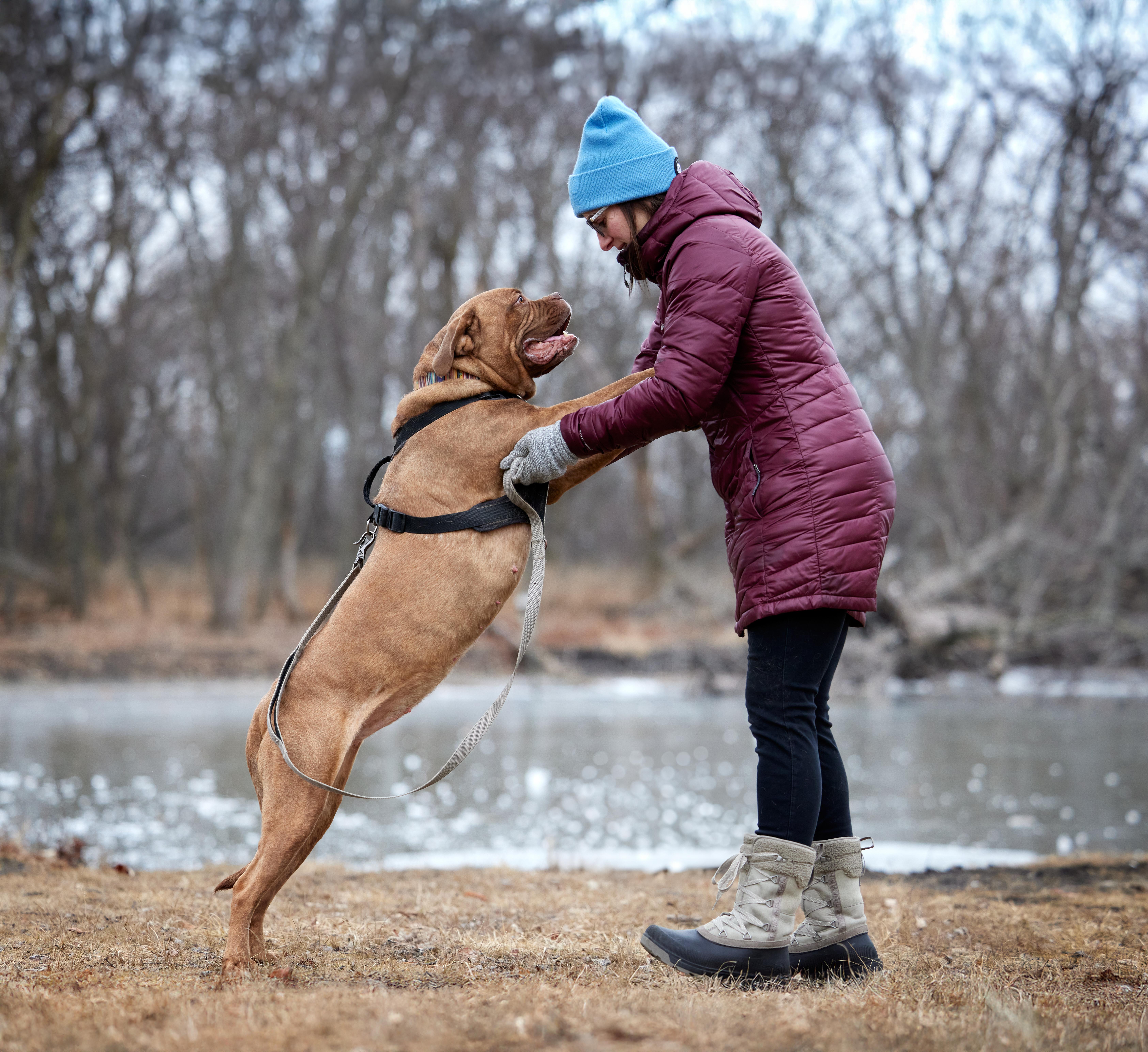 Simone, a Adoptable mixed breed in Chicago, IL image 3/5