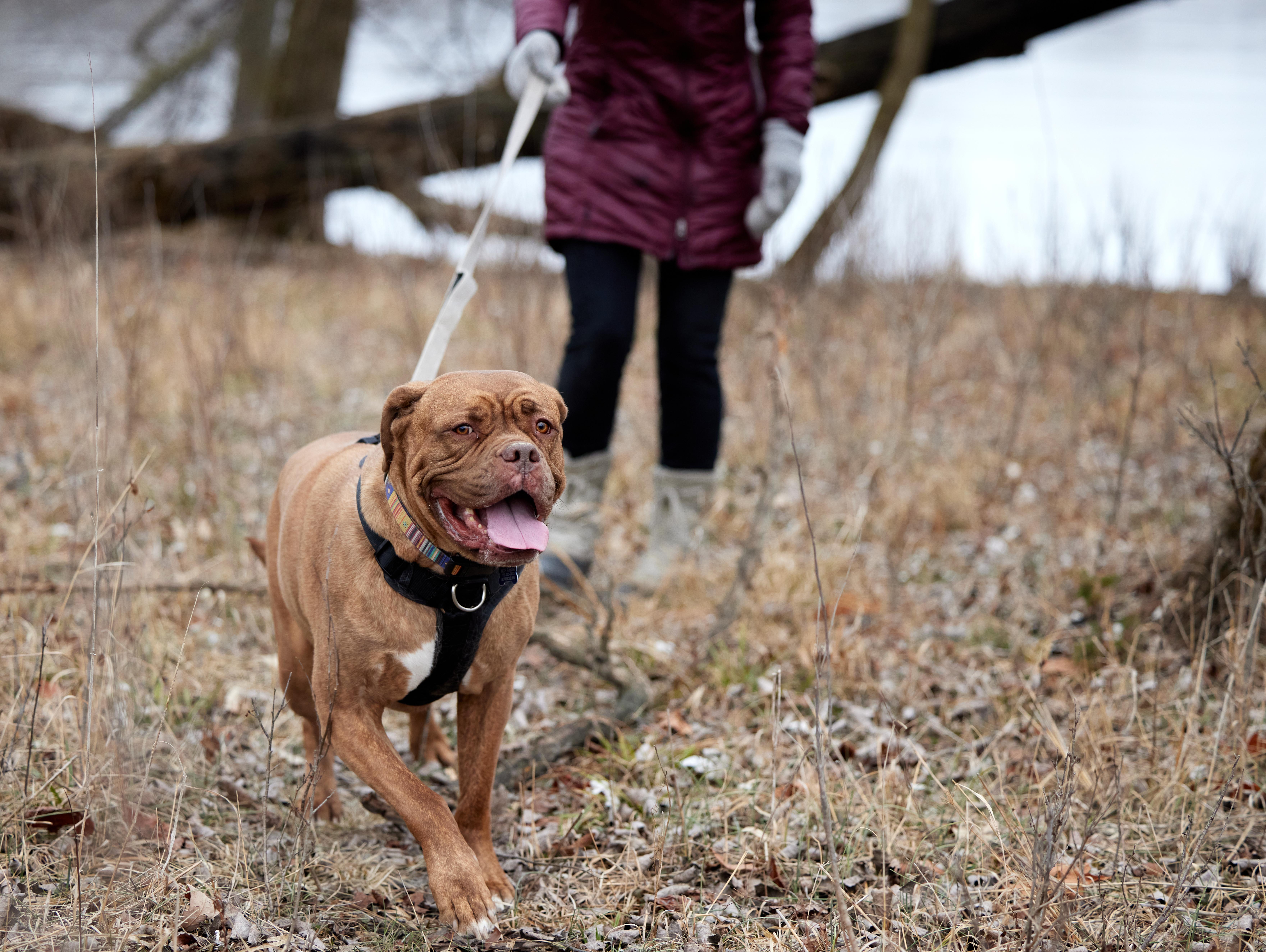 Simone, a Adoptable mixed breed in Chicago, IL image 4/5