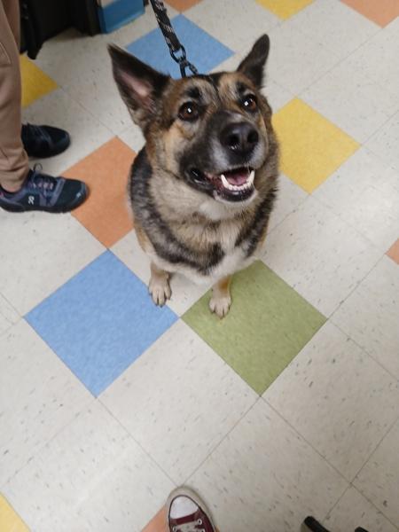 Enlarge Jersey, a Adoptable mixed breed in Sioux City, IA image 1/2